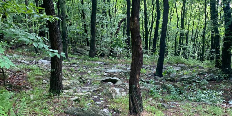 Camper submitted image from Lehigh Gap Woodpecker Trailhead Primitive Campground