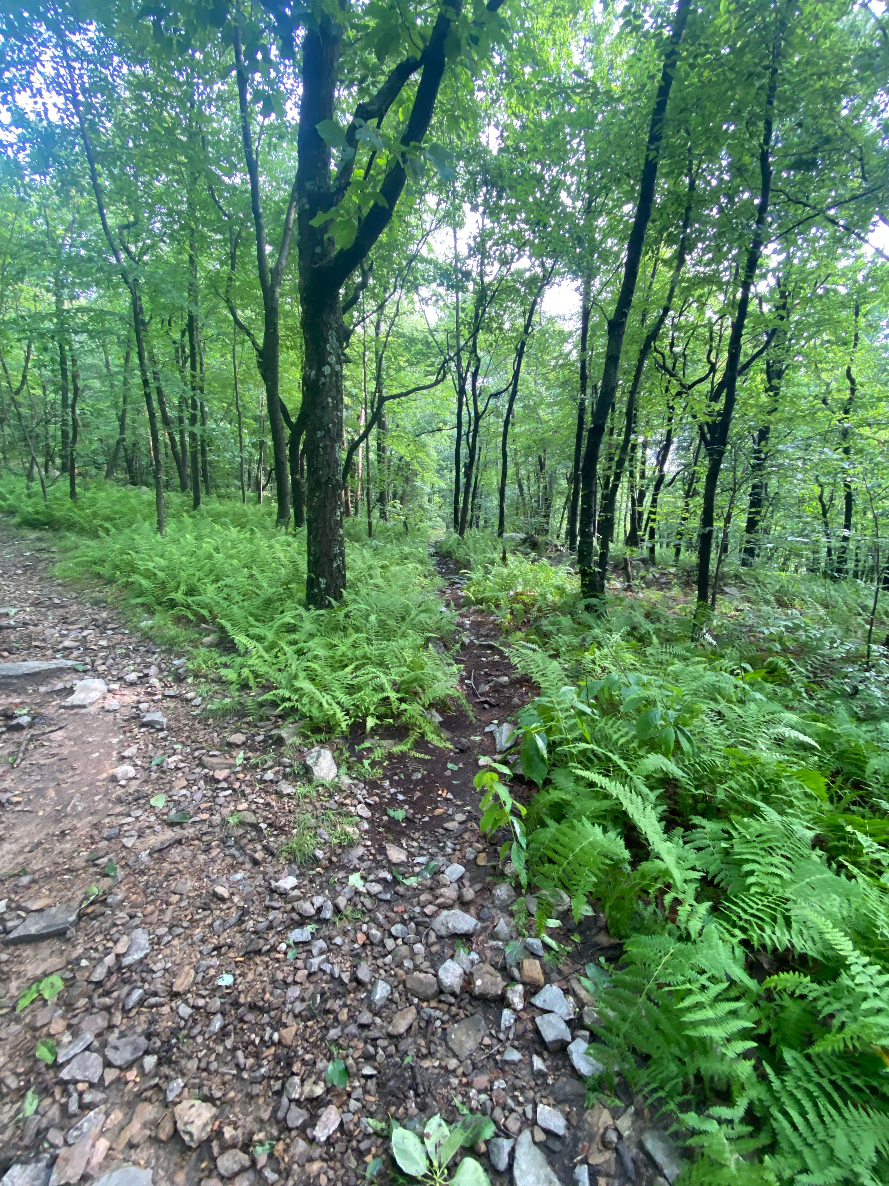 Camper submitted image from Lehigh Gap AT primitive campsite (group) - 4