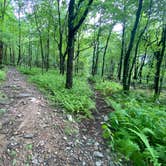 Review photo of Lehigh Gap AT primitive campsite (group) by Asher K., June 29, 2023