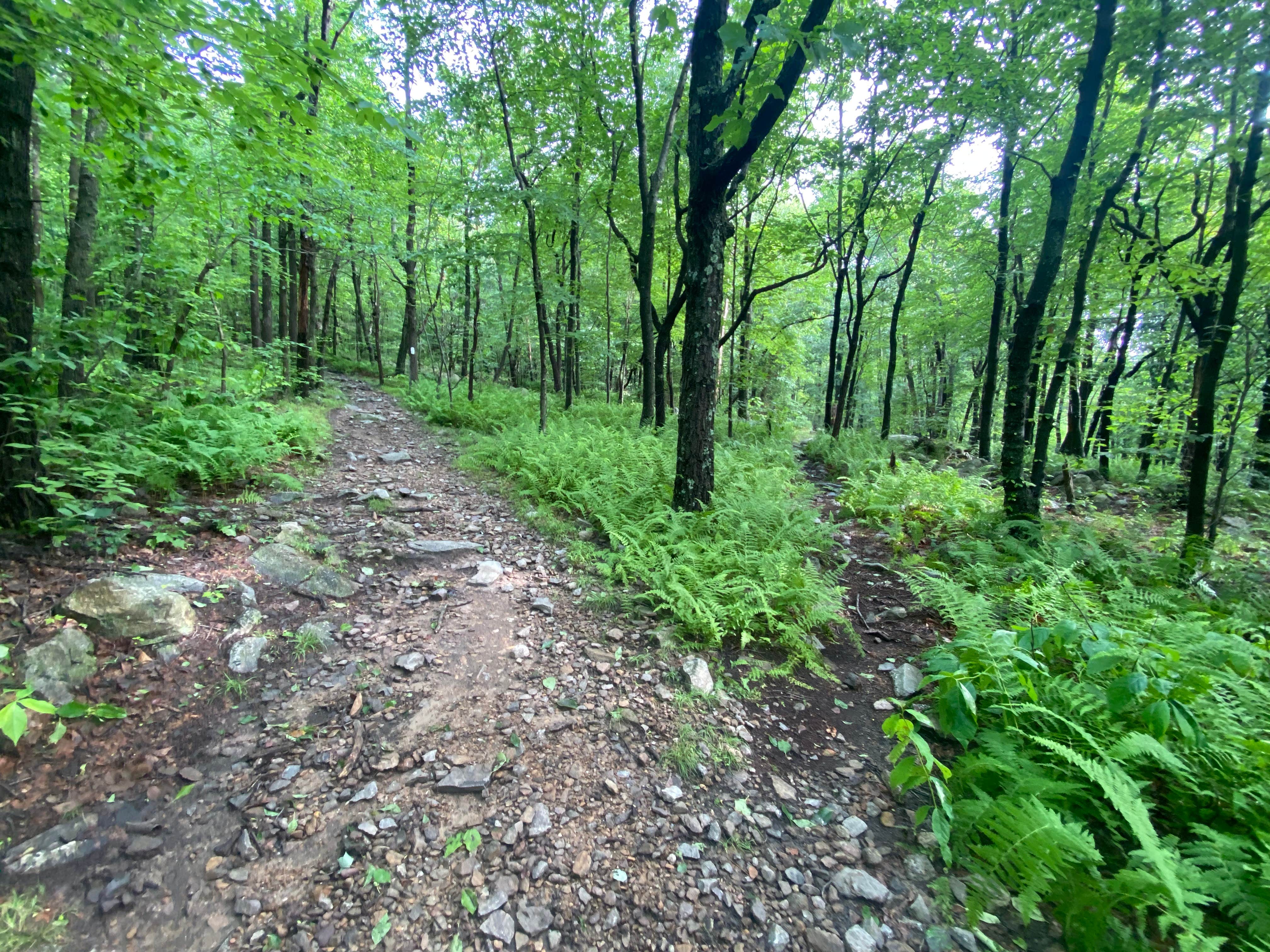 Camper submitted image from Lehigh Gap AT primitive campsite (group) - 3