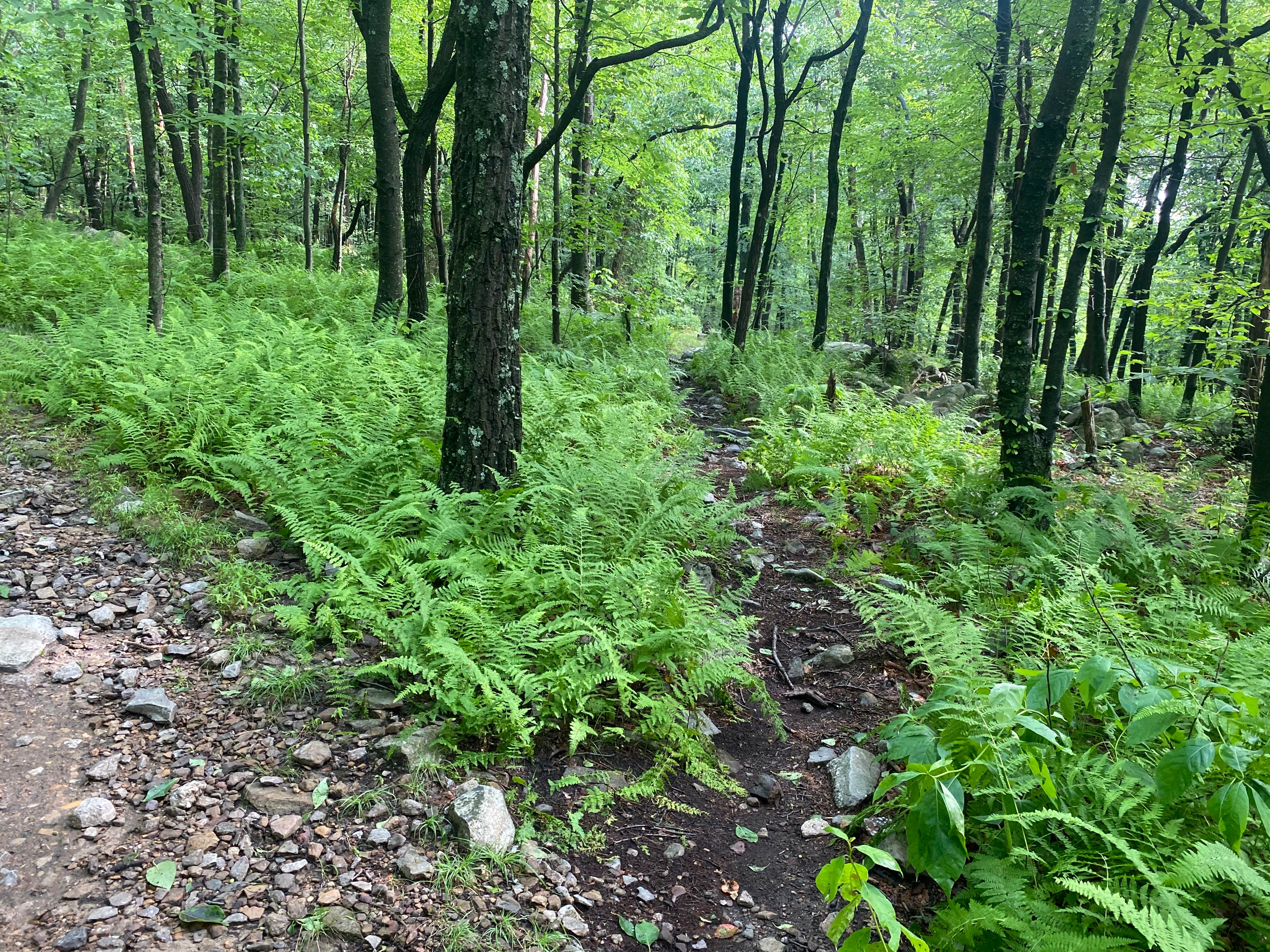 Camper submitted image from Lehigh Gap AT primitive campsite (group) - 2