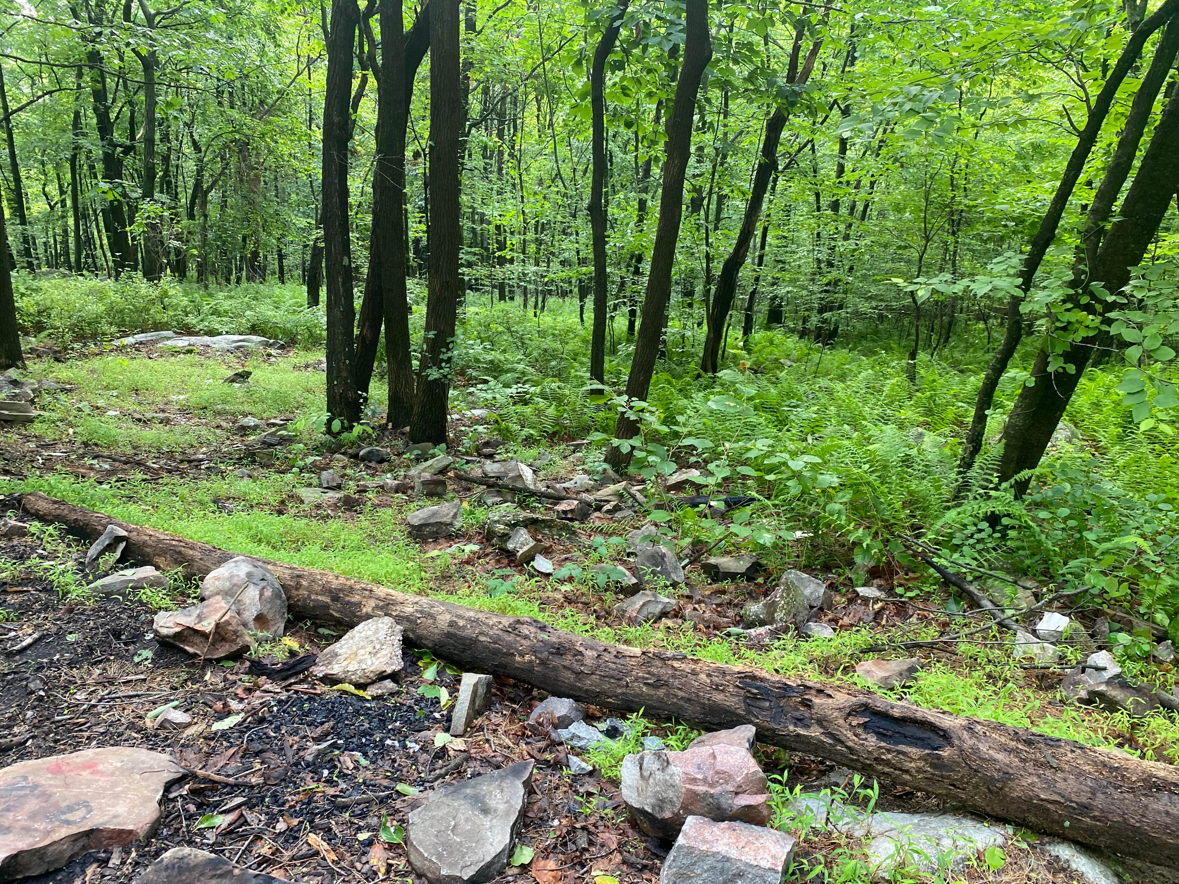 Camper-submitted photo at Lehigh Gap AT primitive campsite (group) near Macungie, PA
