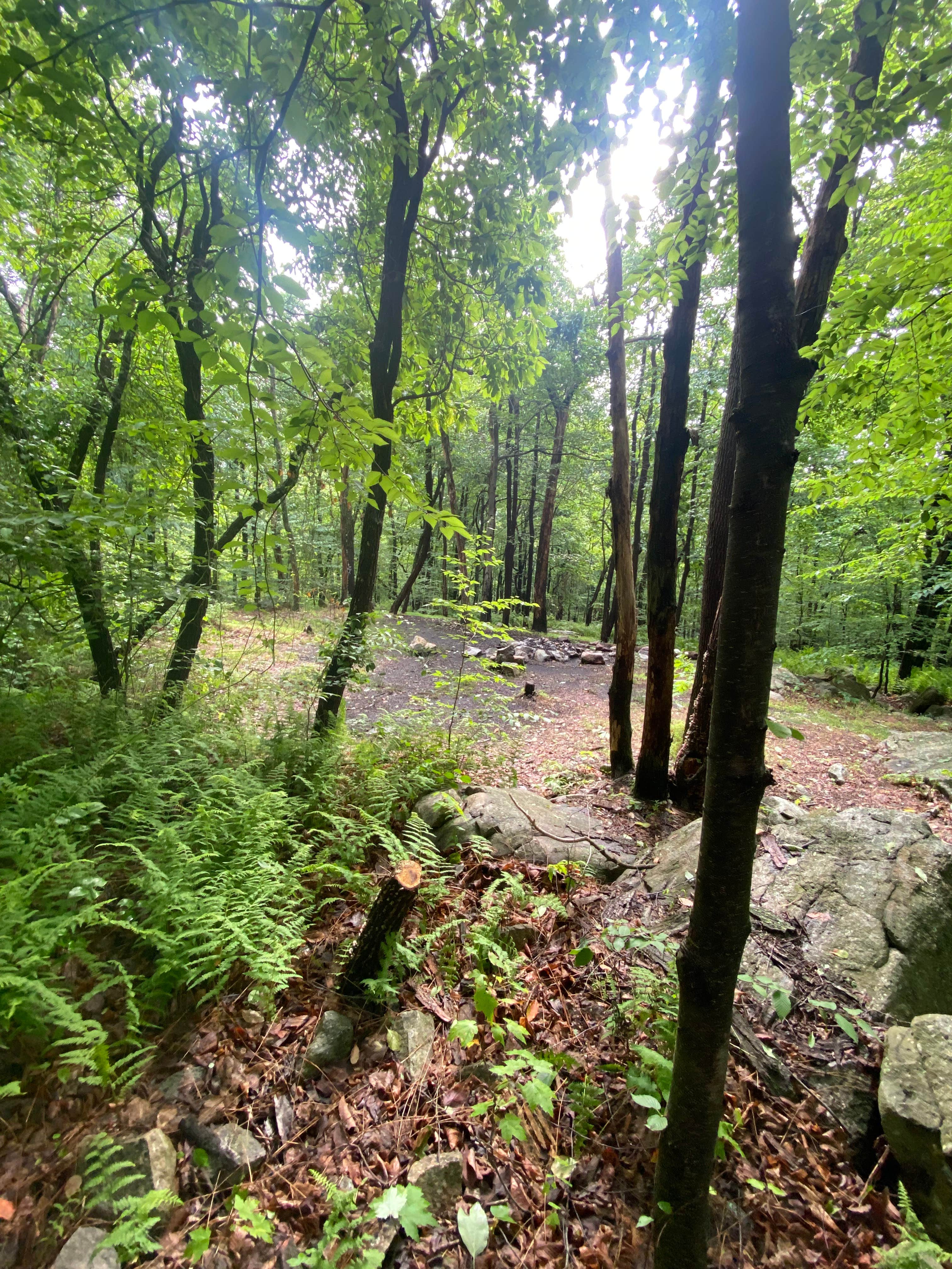 Camper submitted image from Lehigh Gap AT primitive campsite (group) - 1