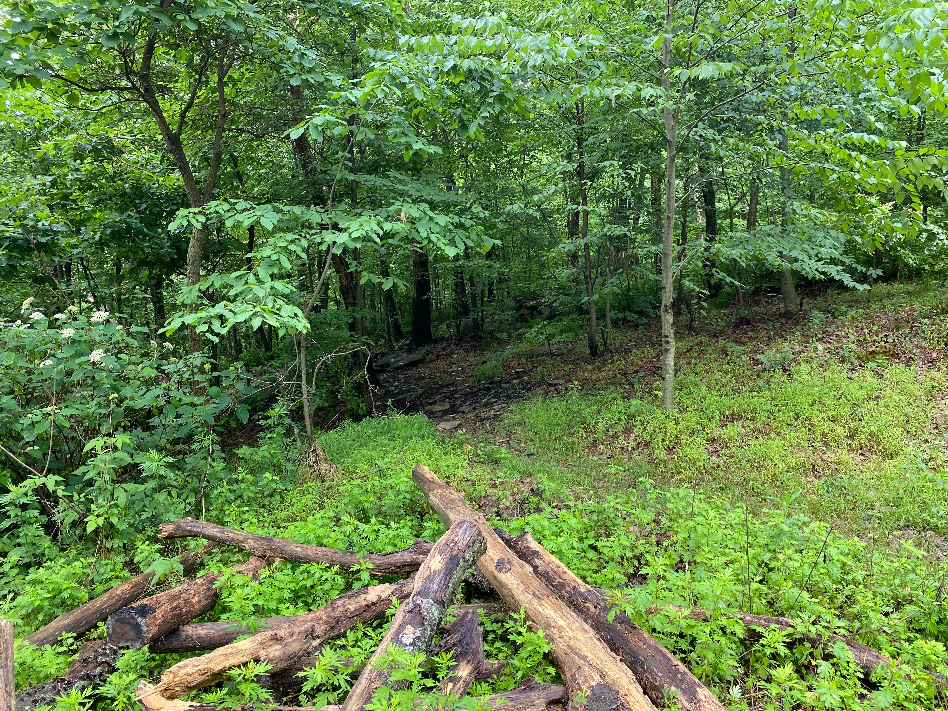 Camper-submitted photo at AT/Bypass Trail Split Primitive Campground near Weatherly, PA