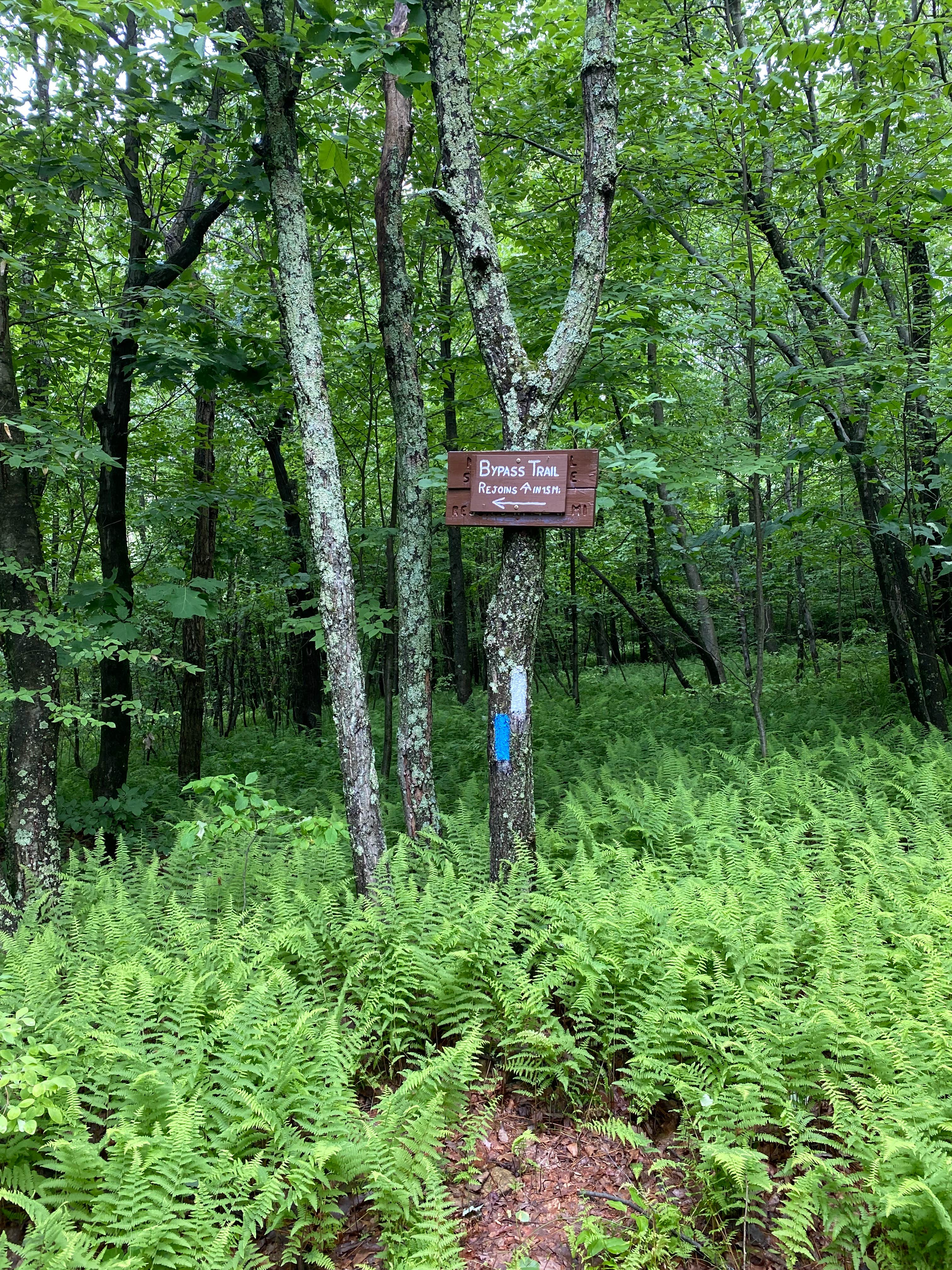 Camper-submitted photo at AT/Bypass Trail Split Primitive Campground near Weatherly, PA
