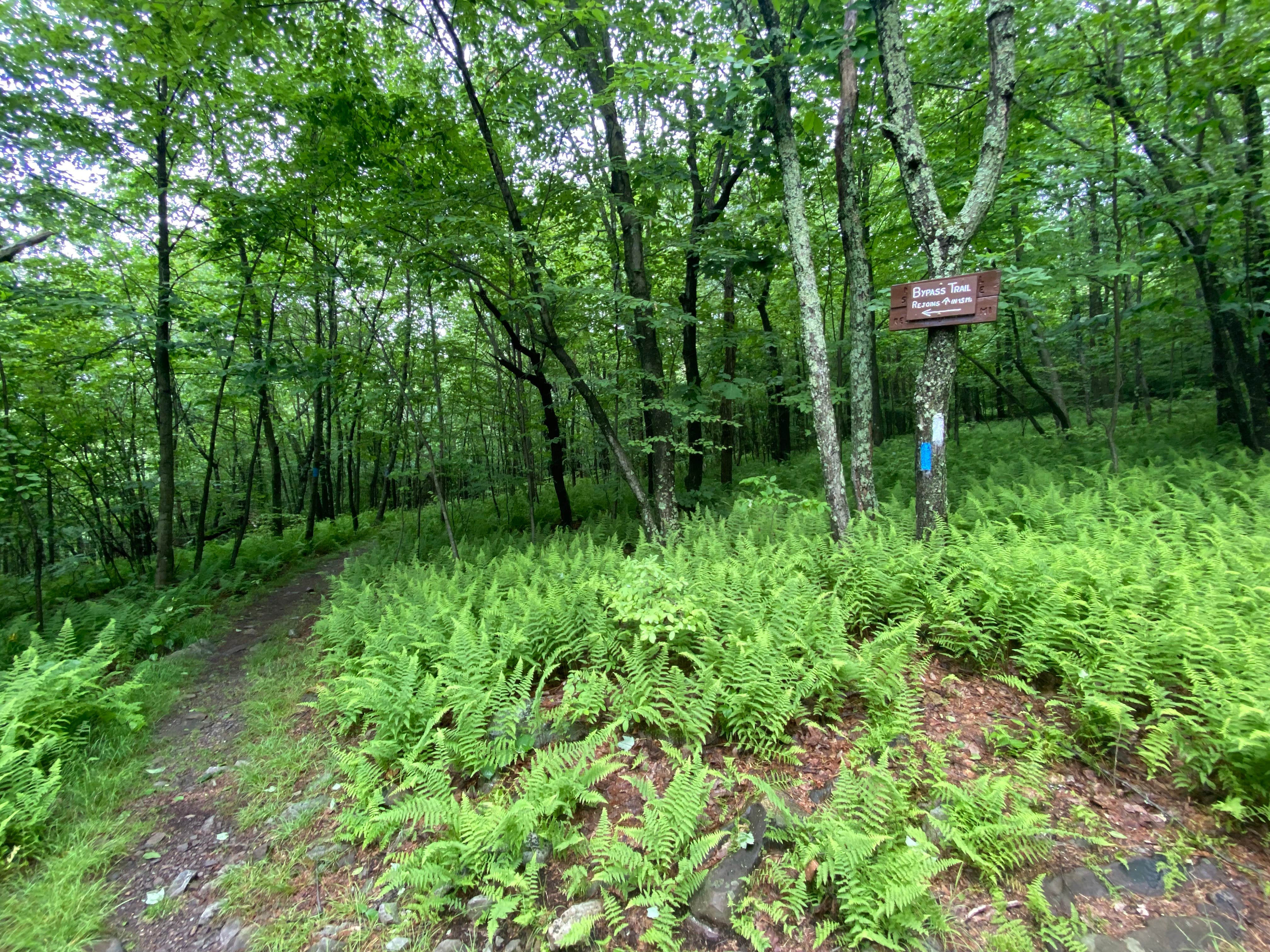 Camper-submitted photo at AT/Bypass Trail Split Primitive Campground near Weatherly, PA