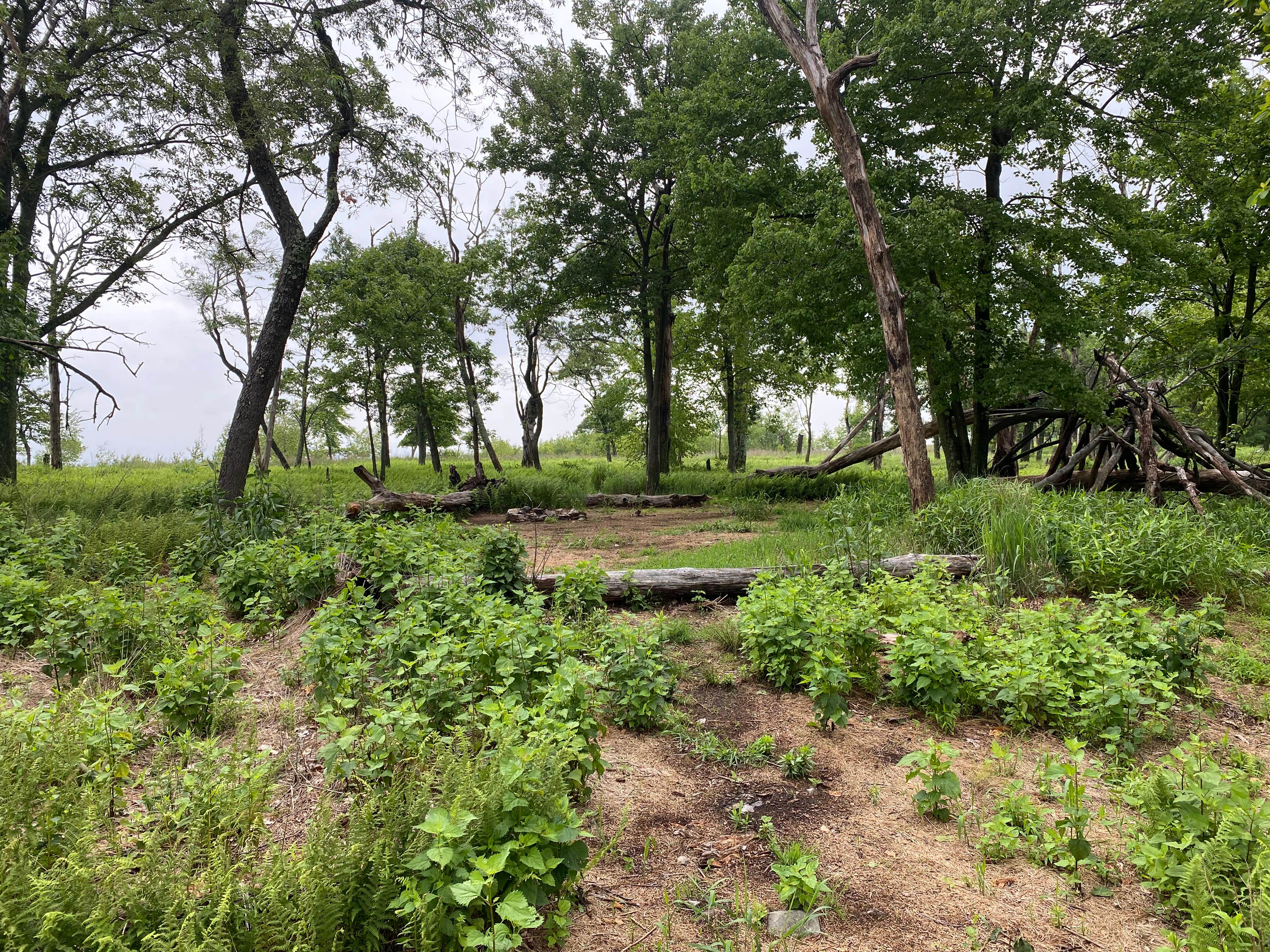 Camper submitted image from AT Ridge Campground near Lehigh Gap - 5