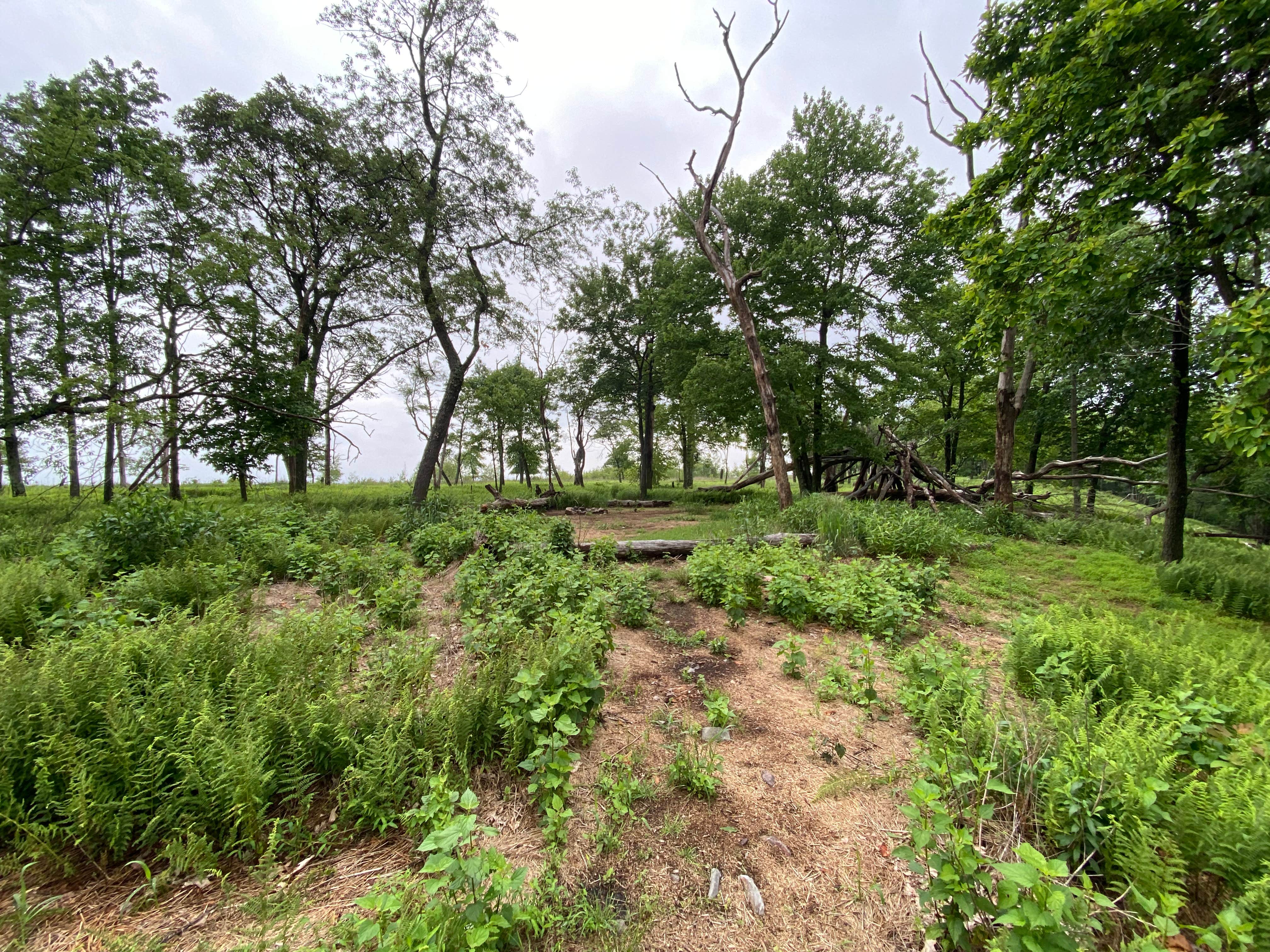 Camper submitted image from AT Ridge Campground near Lehigh Gap - 4