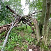 Review photo of AT Ridge Campground near Lehigh Gap by Asher K., June 29, 2023