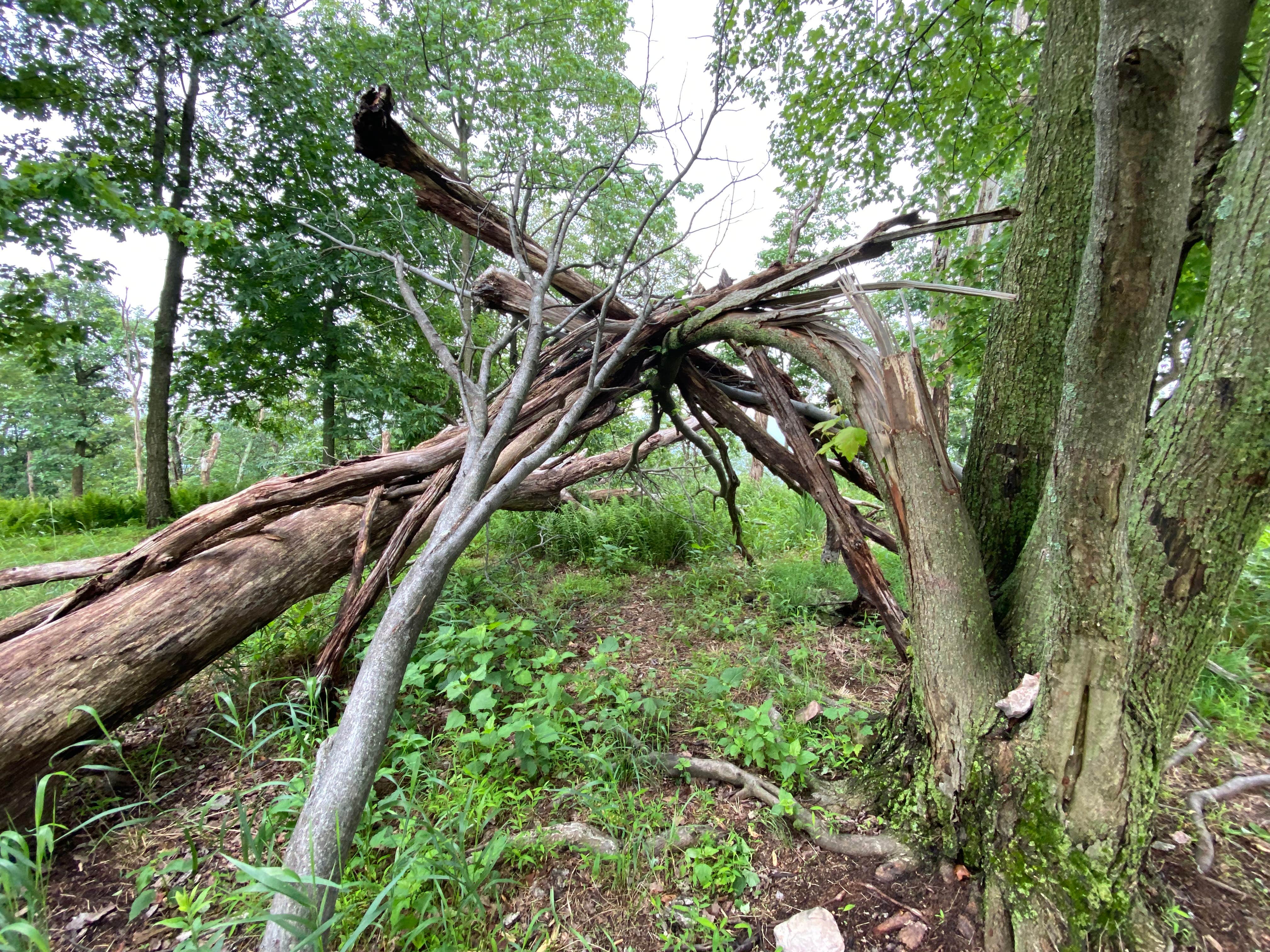 Camper submitted image from AT Ridge Campground near Lehigh Gap - 1