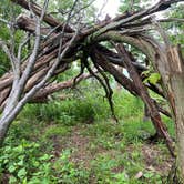 Review photo of AT Ridge Campground near Lehigh Gap by Asher K., June 29, 2023