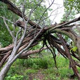 Review photo of AT Ridge Campground near Lehigh Gap by Asher K., June 29, 2023