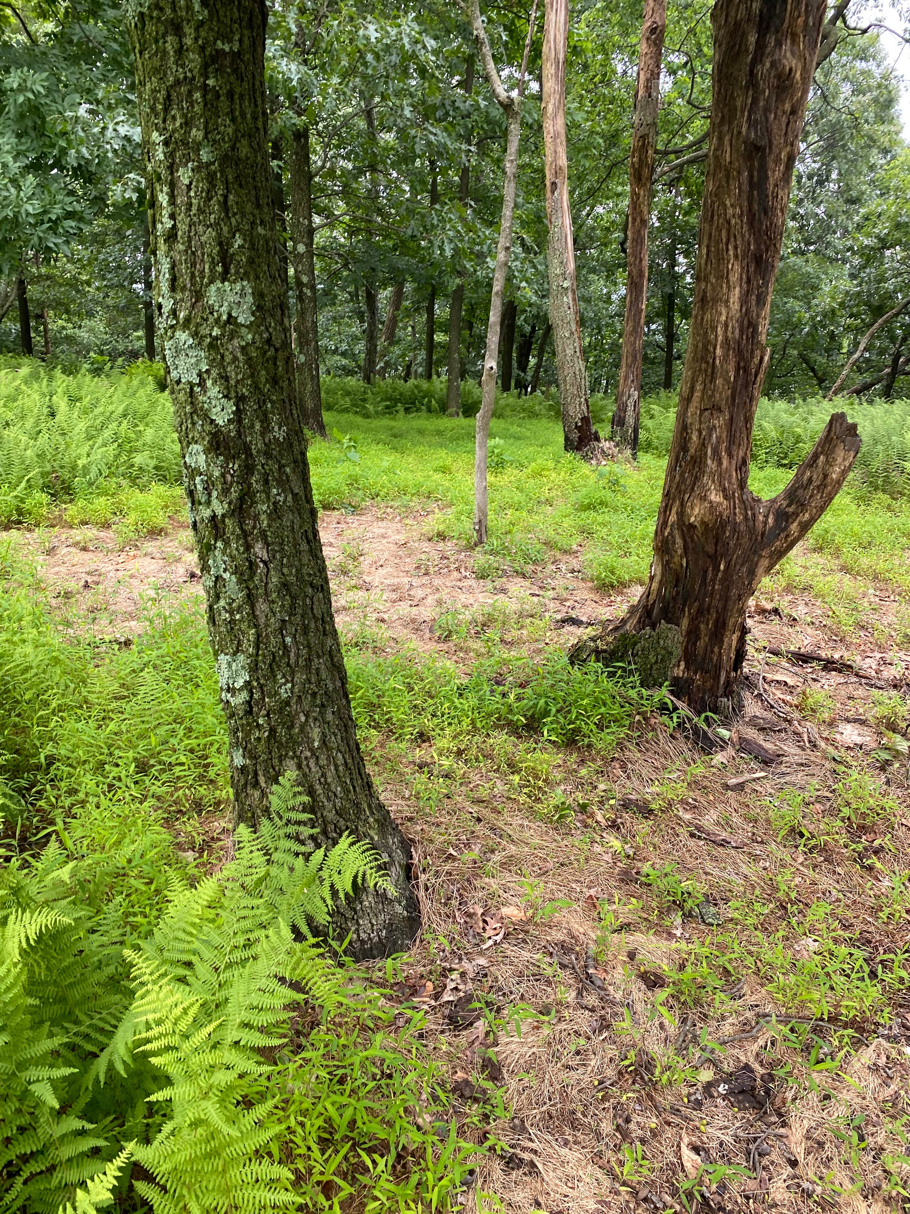 Camper-submitted photo at AT Ridge Campground near Lehigh Gap near Blandon, PA