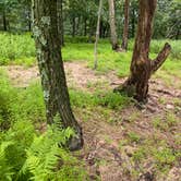 Review photo of AT Ridge Campground near Lehigh Gap by Asher K., June 29, 2023