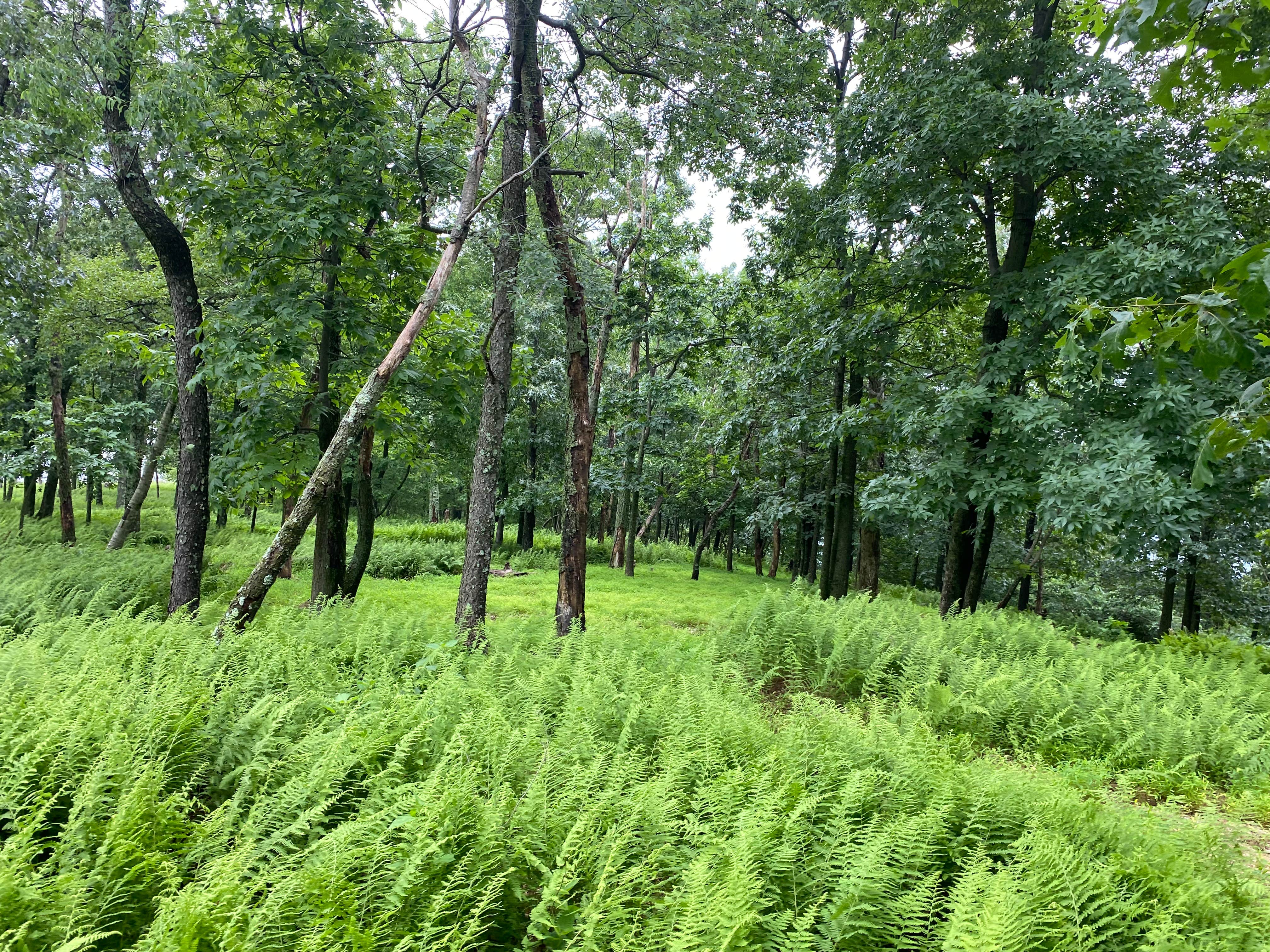 Camper-submitted photo at AT Ridge Campground near Lehigh Gap near Blandon, PA