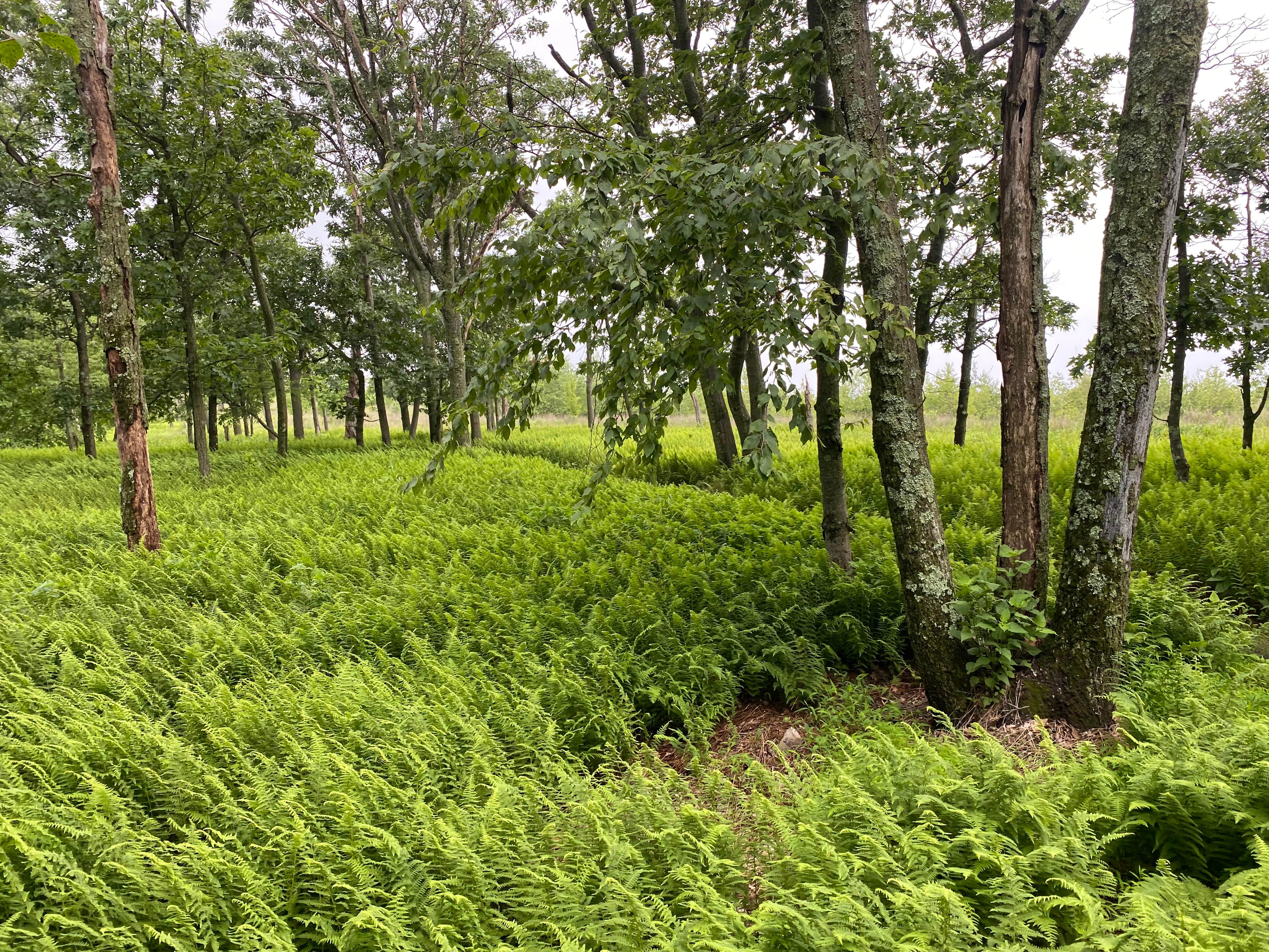 Camper-submitted photo at AT Ridge Campground near Lehigh Gap near Blandon, PA