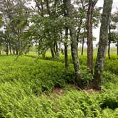 Review photo of AT Ridge Campground near Lehigh Gap by Asher K., June 29, 2023