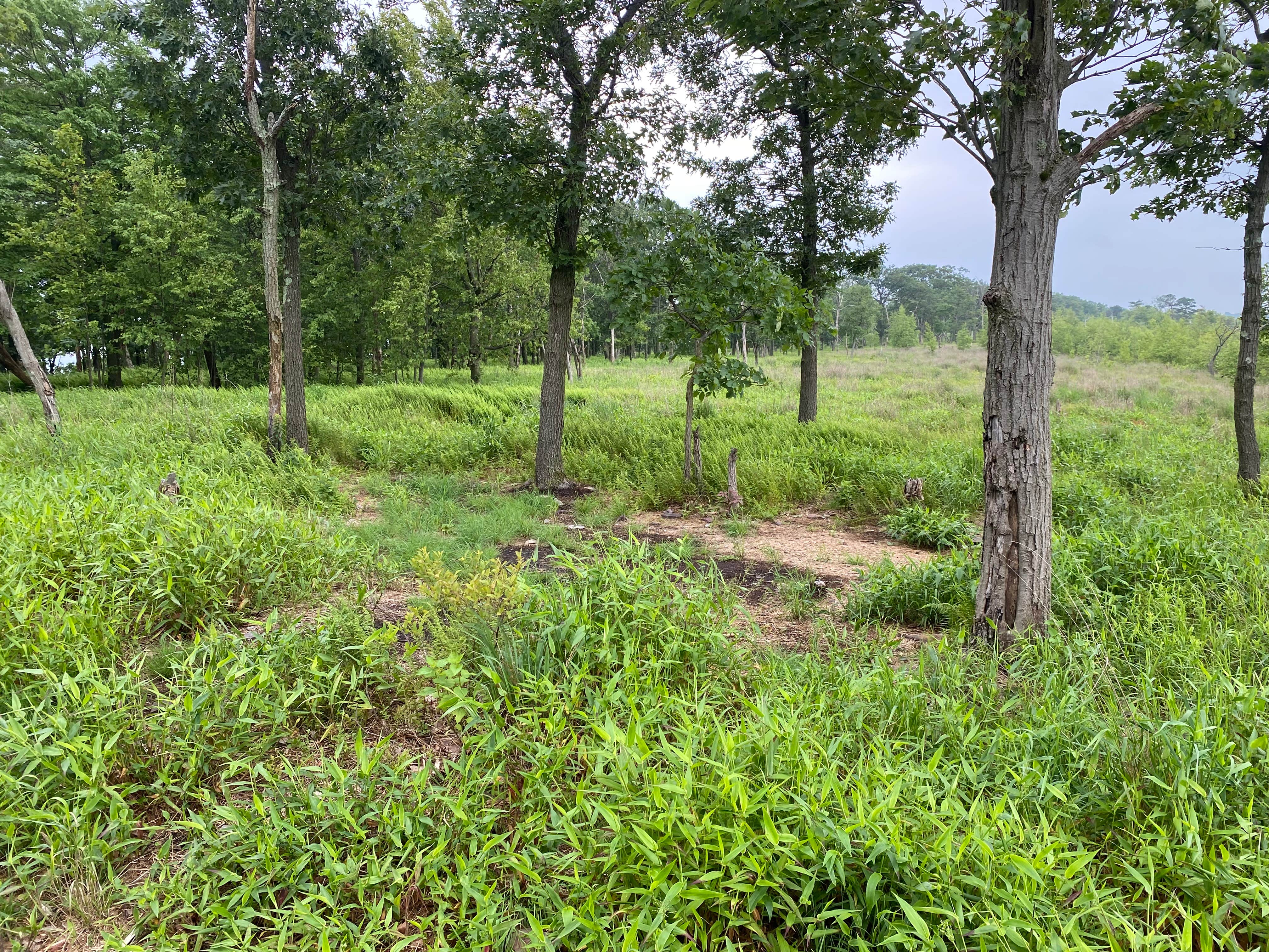 Camper-submitted photo at AT Overlook Campground near Lehigh Gap near Macungie, PA