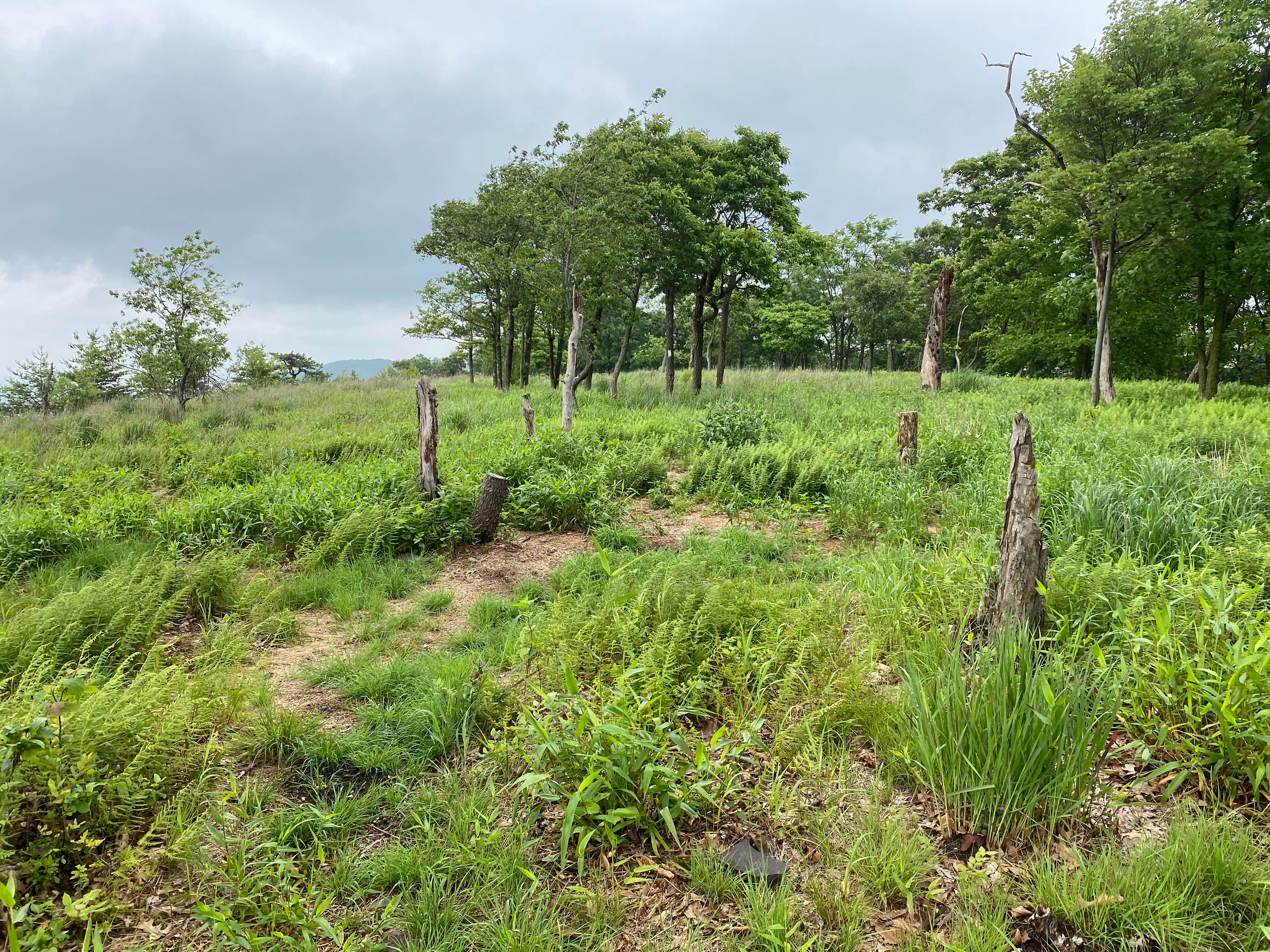 Camper-submitted photo at AT Overlook Campground near Lehigh Gap near Macungie, PA