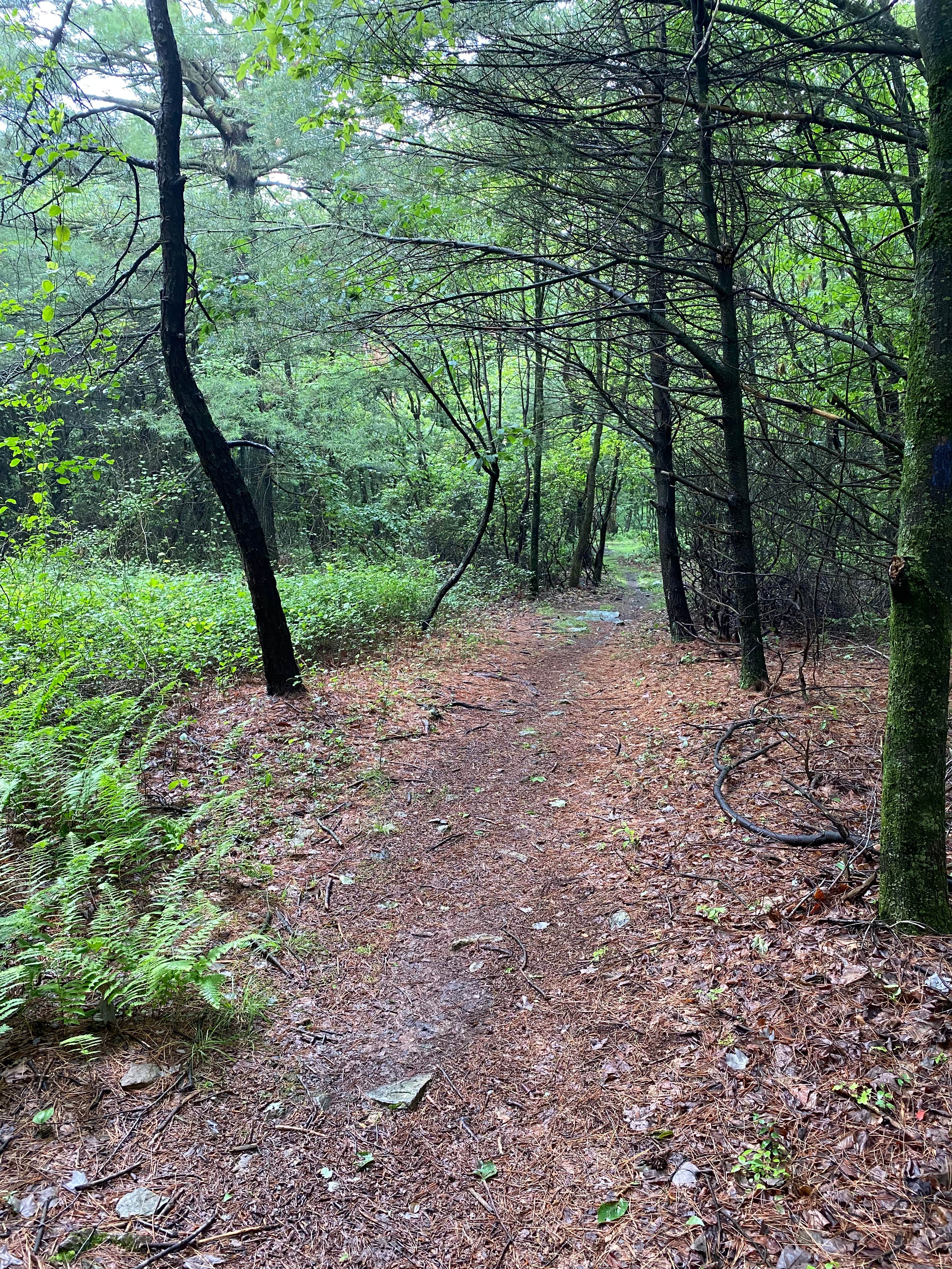 Camper submitted image from AT Group Campsite near Lehigh Gap - 4