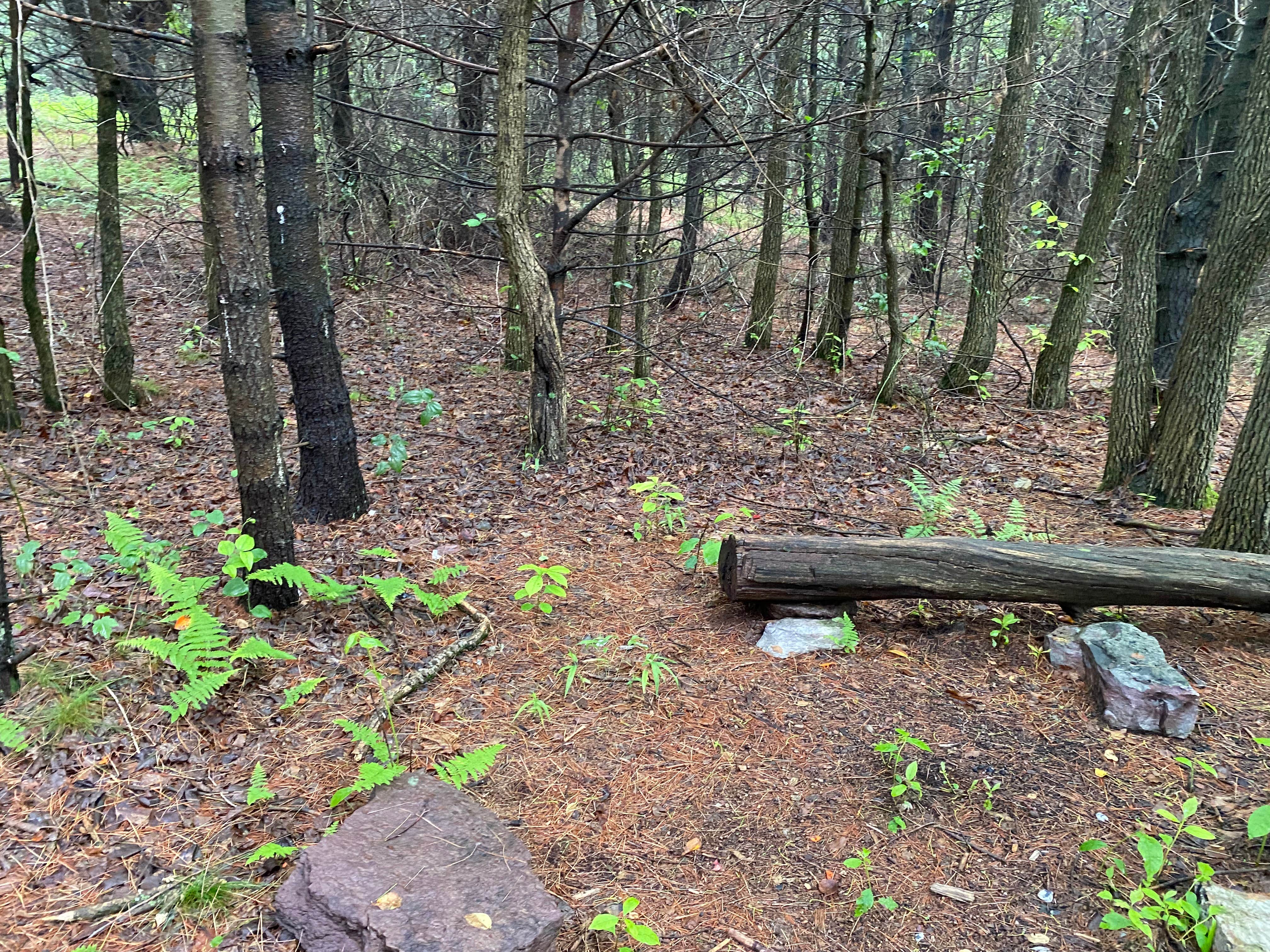 Camper submitted image from AT Group Campsite near Lehigh Gap - 3