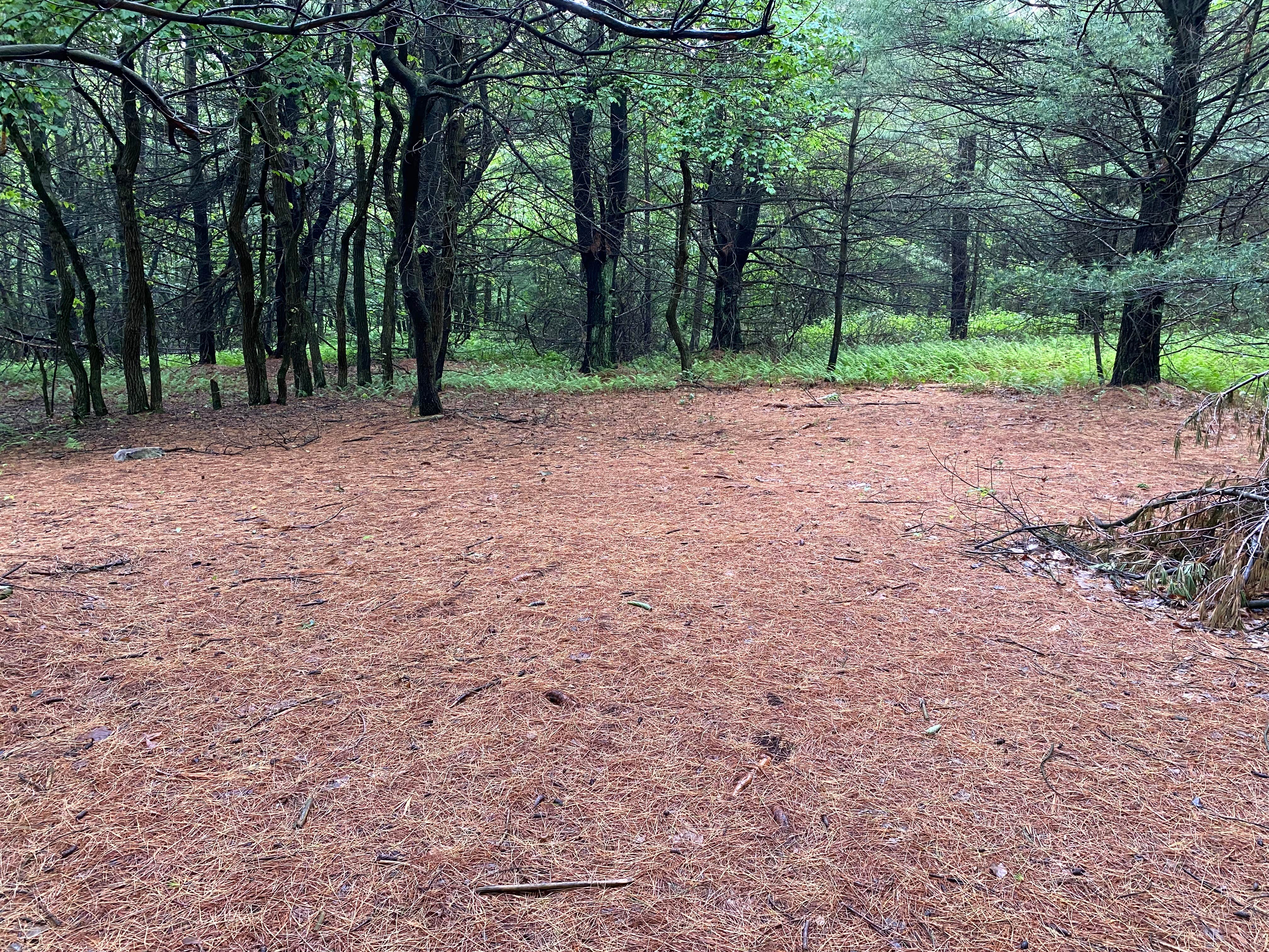 Camper-submitted photo at AT Group Campsite near Lehigh Gap near Blandon, PA