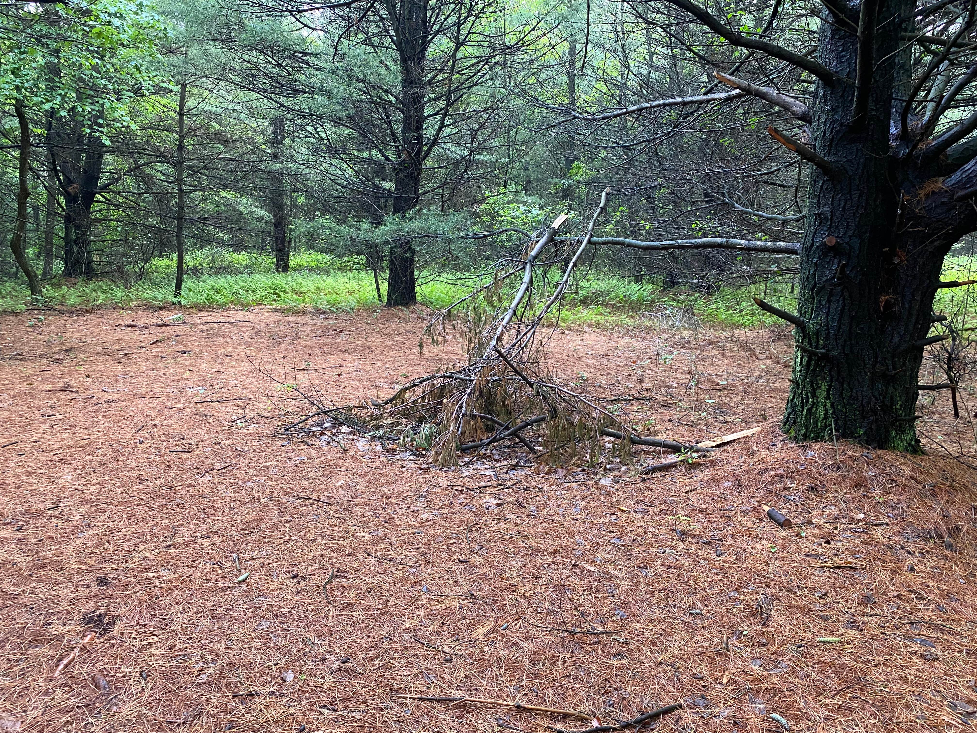 Camper-submitted photo at AT Group Campsite near Lehigh Gap near Blandon, PA