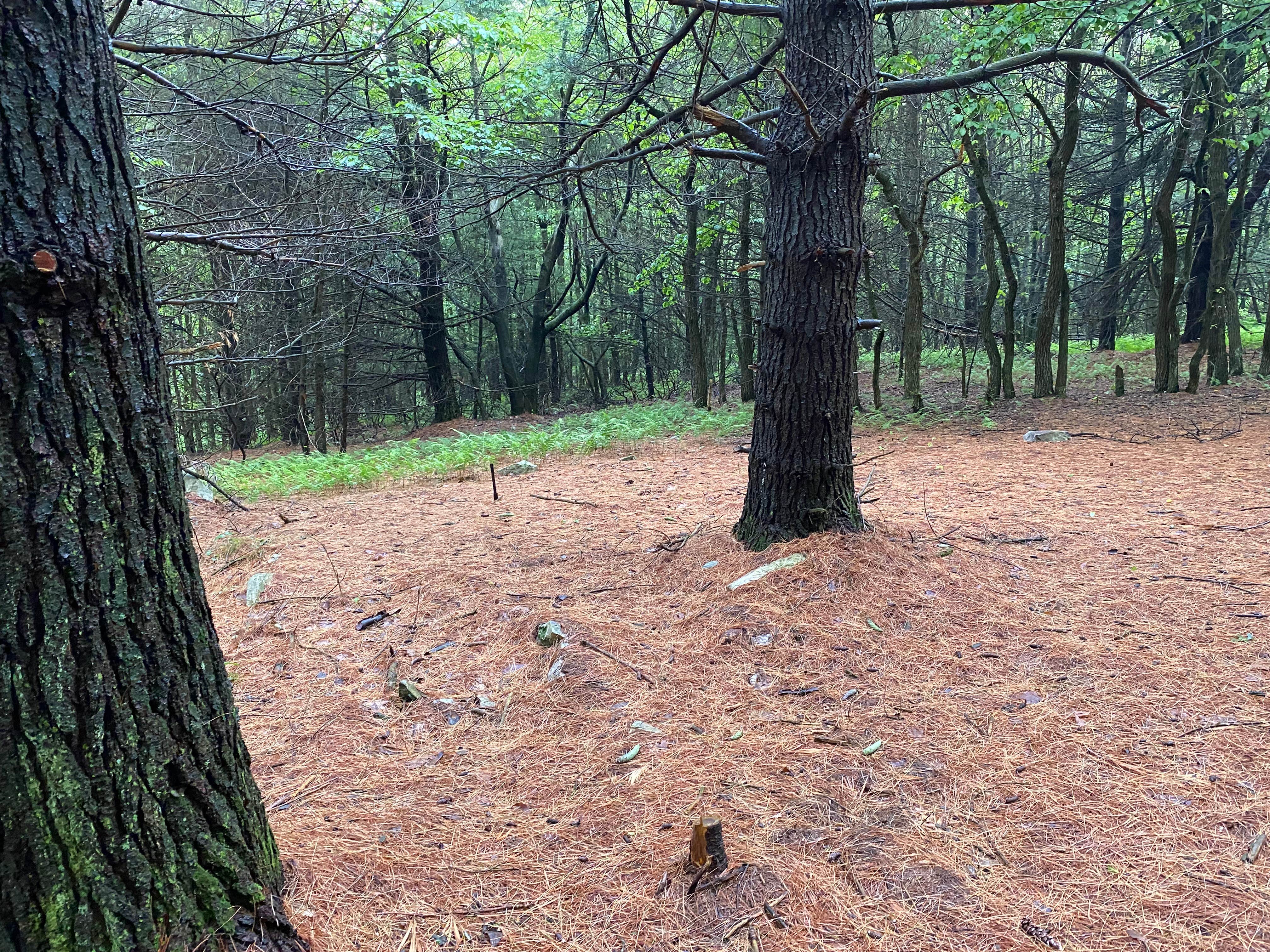 Camper-submitted photo at AT Group Campsite near Lehigh Gap near Blandon, PA