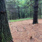 Review photo of AT Group Campsite near Lehigh Gap by Asher K., June 29, 2023