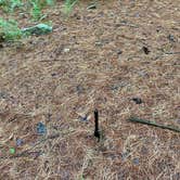 Review photo of AT Group Campsite near Lehigh Gap by Asher K., June 29, 2023