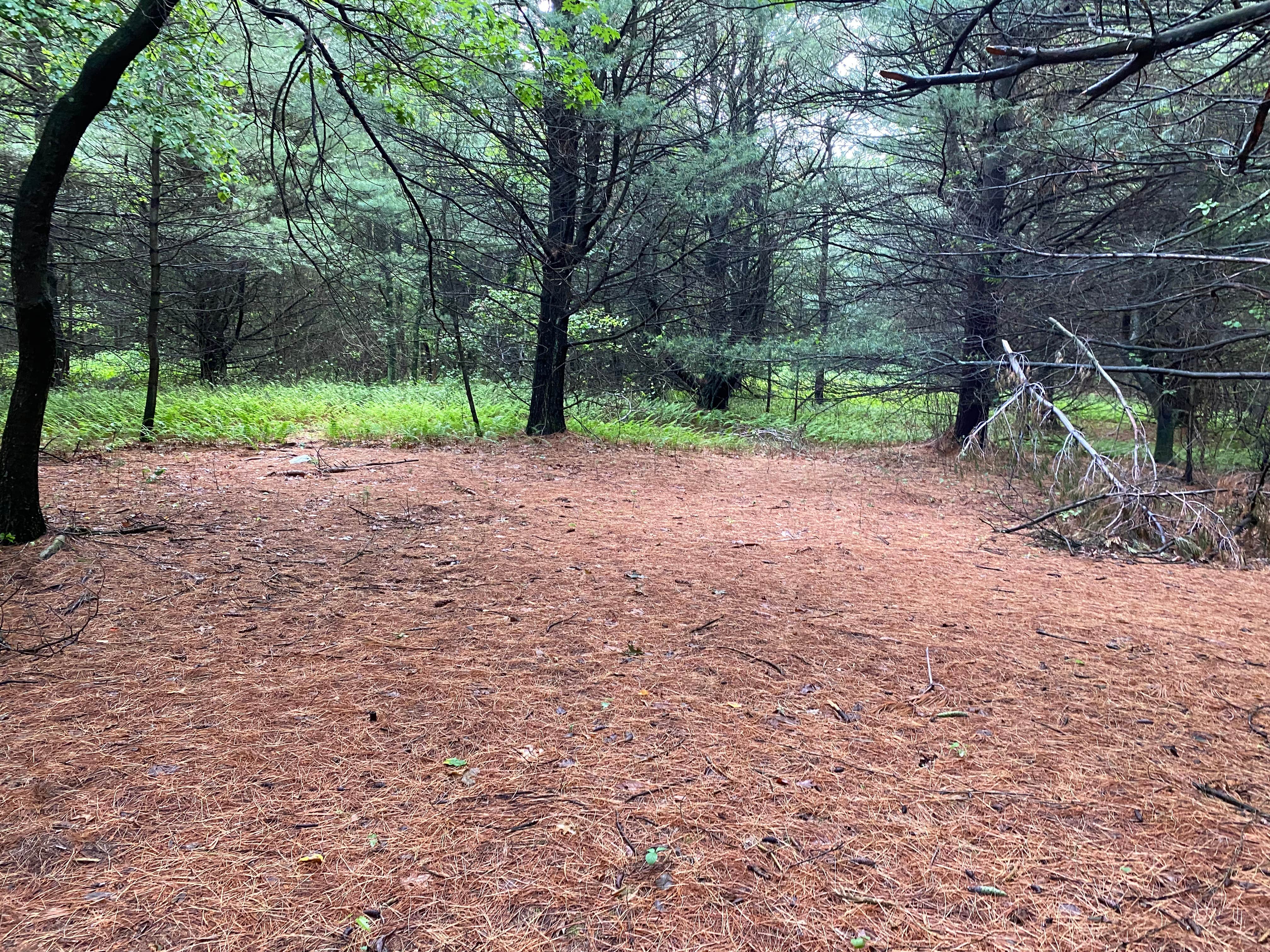 Camper submitted image from AT Group Campsite near Lehigh Gap - 1