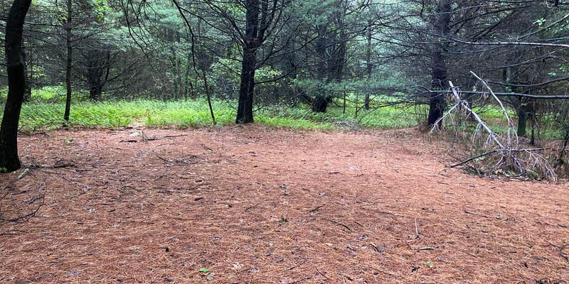 Camper submitted image from AT Group Campsite near Lehigh Gap