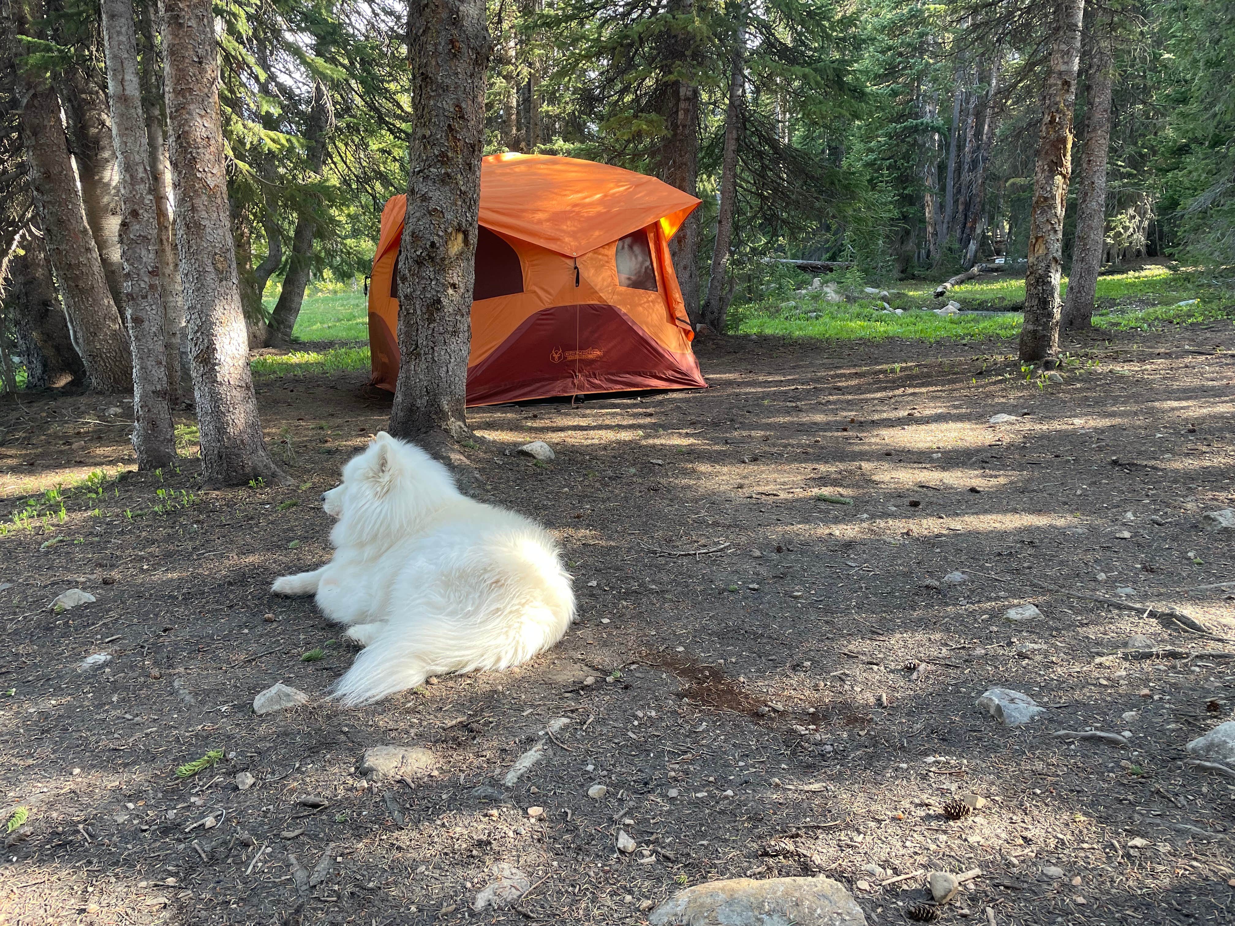 Bryan P.'s photo of camping with pets at Deep Creek Campground near Centennial, WY