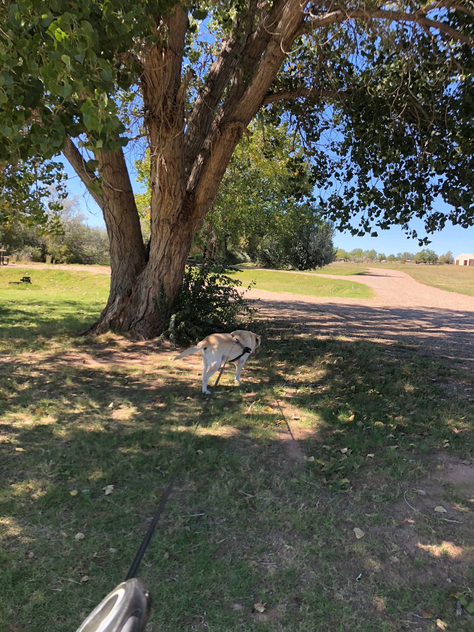 Camper-submitted photo at Yucca — Ute Lake State Park near Tucumcari, NM