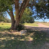 Review photo of Yucca — Ute Lake State Park by Angela M., October 20, 2018