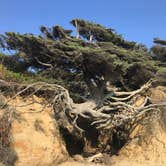 Review photo of Kalaloch Campground - group — Olympic National Park by aaron S., June 30, 2023