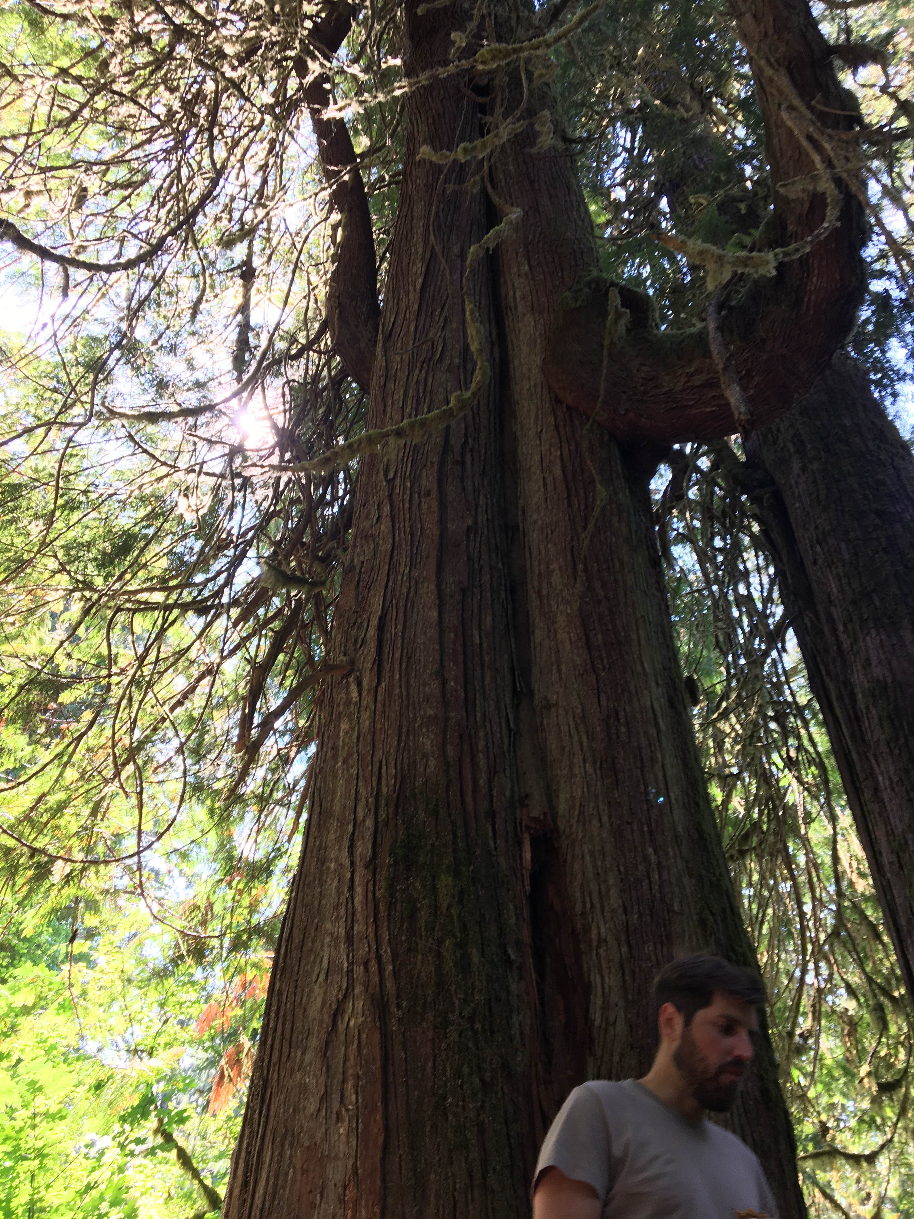 Camper-submitted photo at Five Mile Island — Olympic National Park near Sol Duc Hot Springs, WA
