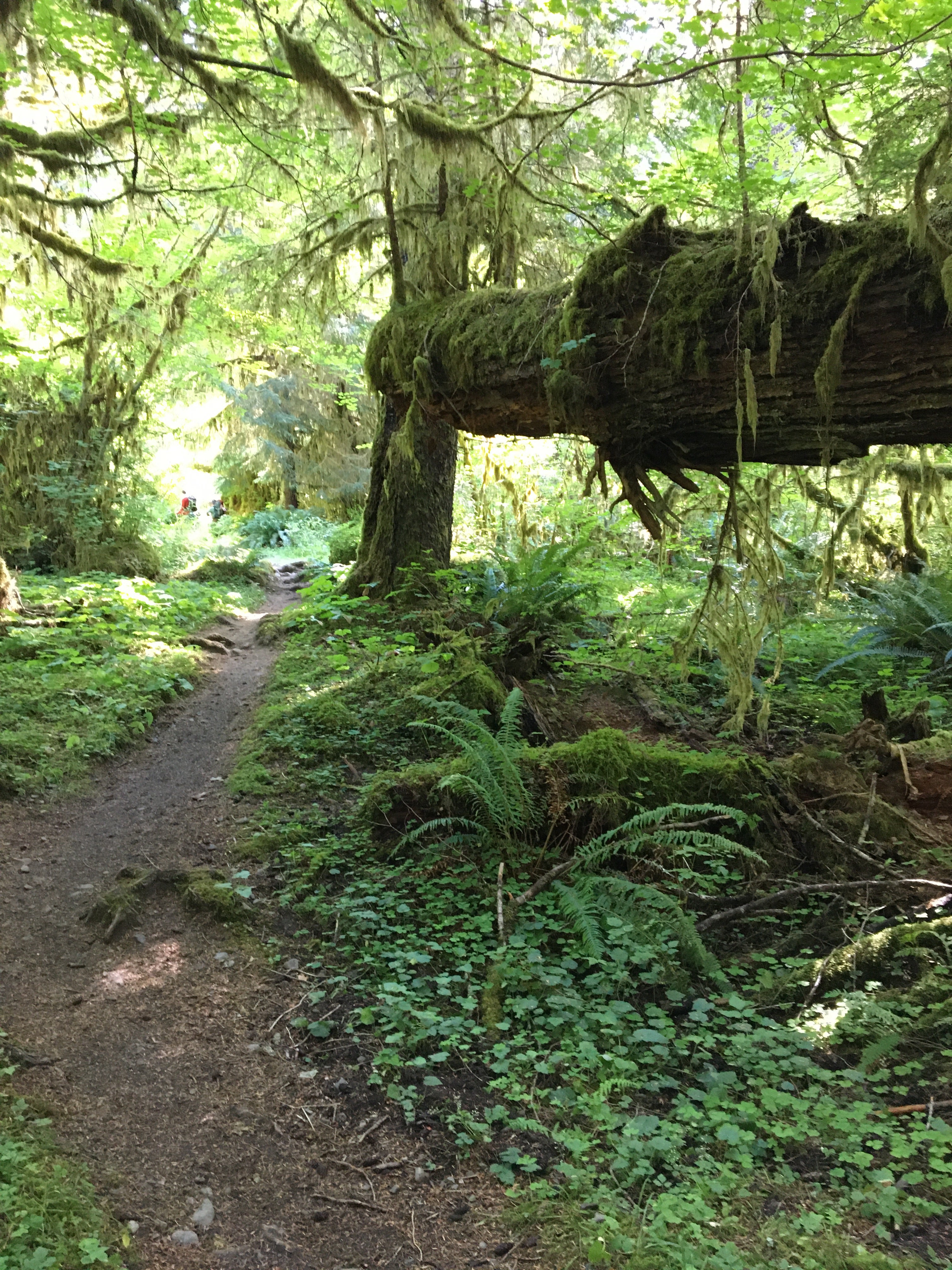 Camper submitted image from Five Mile Island — Olympic National Park - 5
