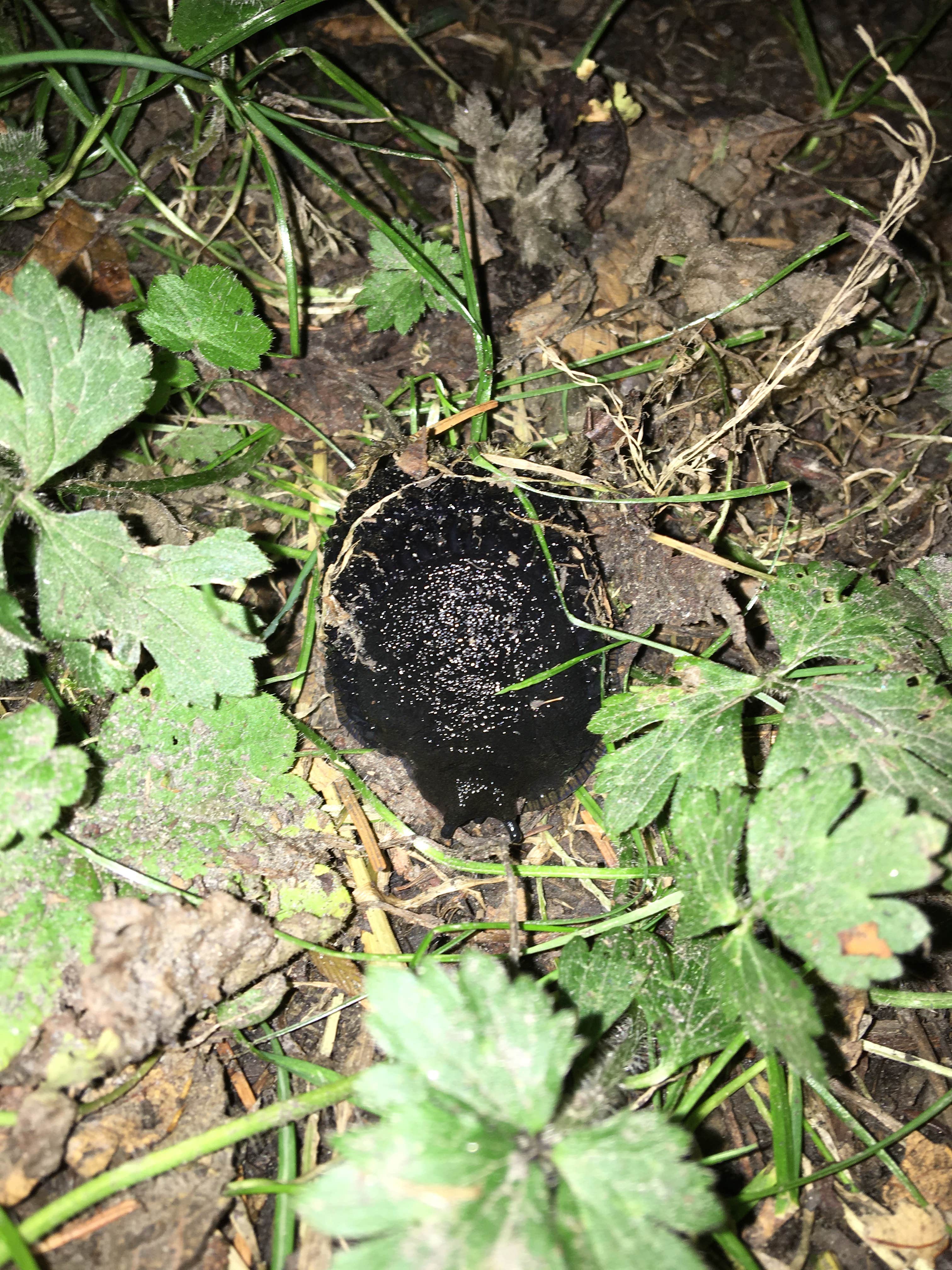 Camper-submitted photo at Five Mile Island — Olympic National Park near Sol Duc Hot Springs, WA