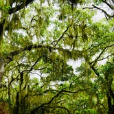Old Florida Oak and Spanish moss canopy  watch your rooflines
