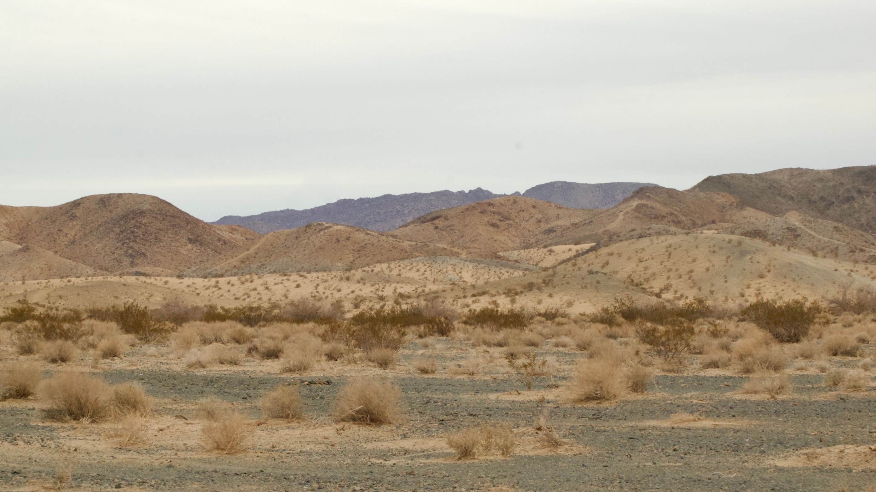 Camper submitted image from BLM Dispersed Camping at Joshua Tree - 2