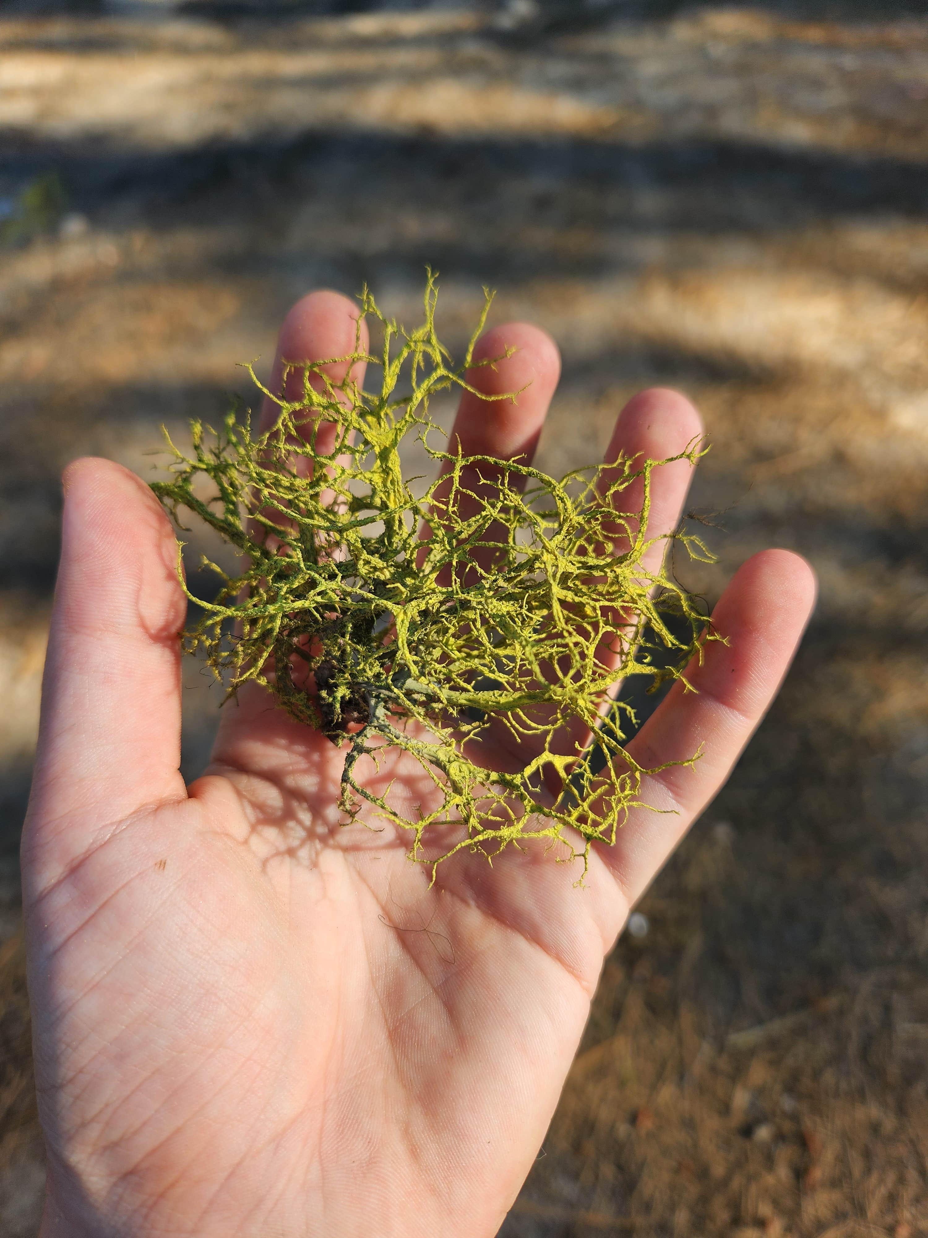 Camper-submitted photo at Mores Creek by Steamboat Gulch near Banks, ID