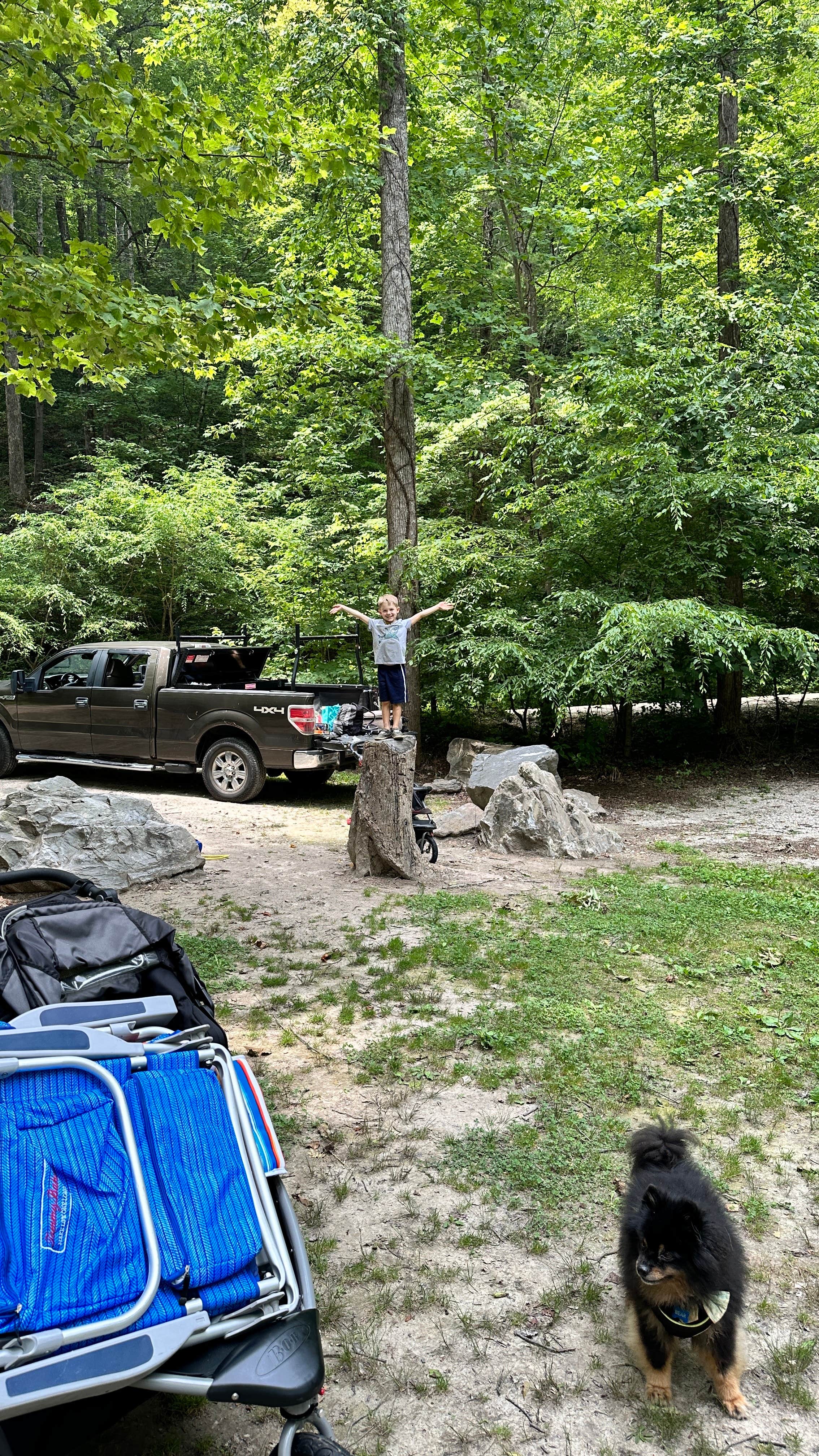Patrick B.'s photo of camping with pets at Curtis Creek Campground near Barnardsville, NC