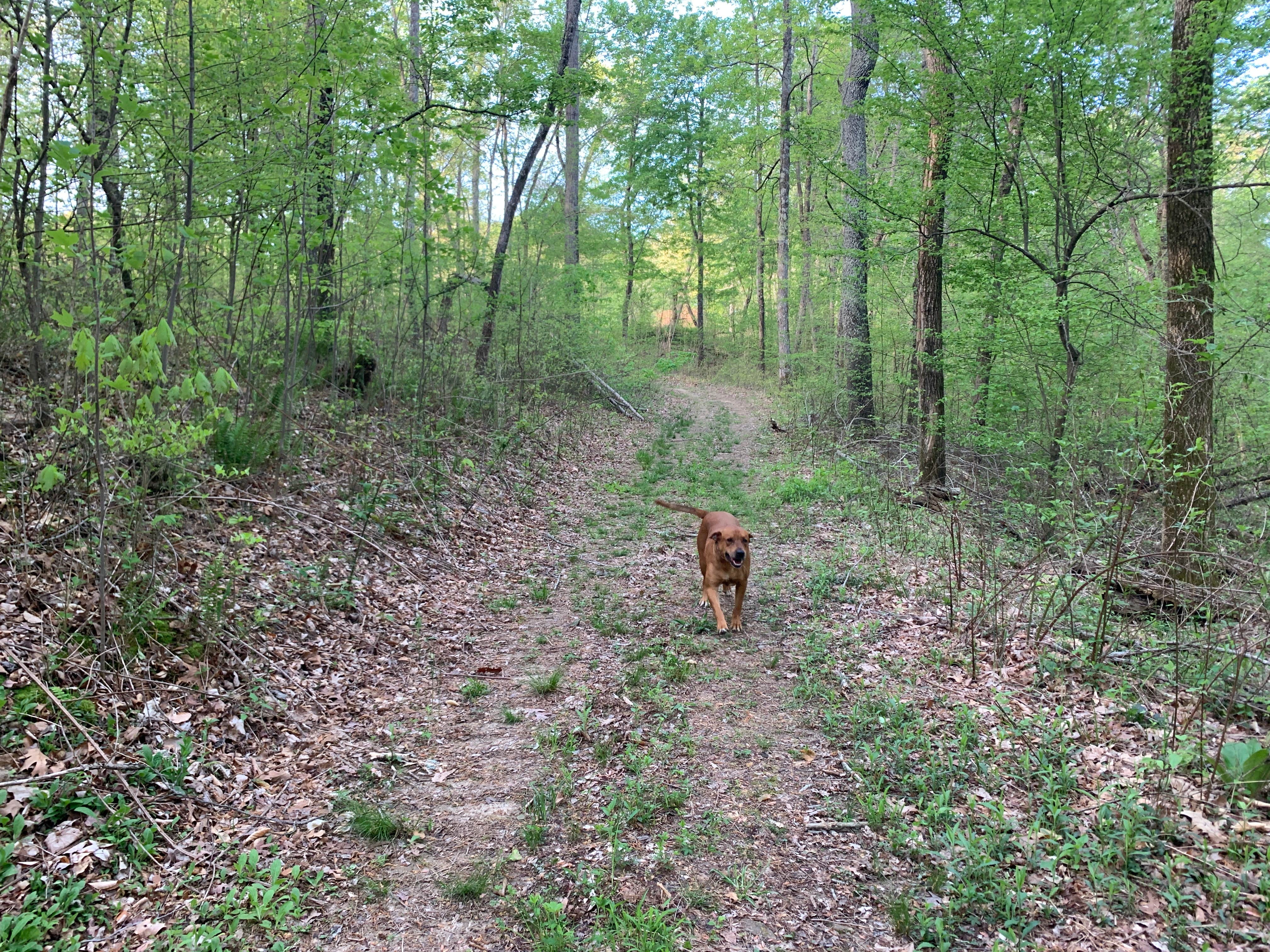The Dyrt's photo of camping with pets at Tentrr Signature Site - Resurrection Ridge Retreat near New Johnsonville, TN