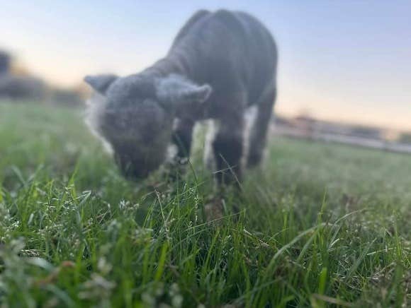 The Dyrt's photo of camping with pets at Tentrr Signature Site - Mystical Acres Farm near Chester, VA