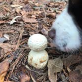 Review photo of Red Top Mountain State Park Campground by Joel R., October 21, 2018