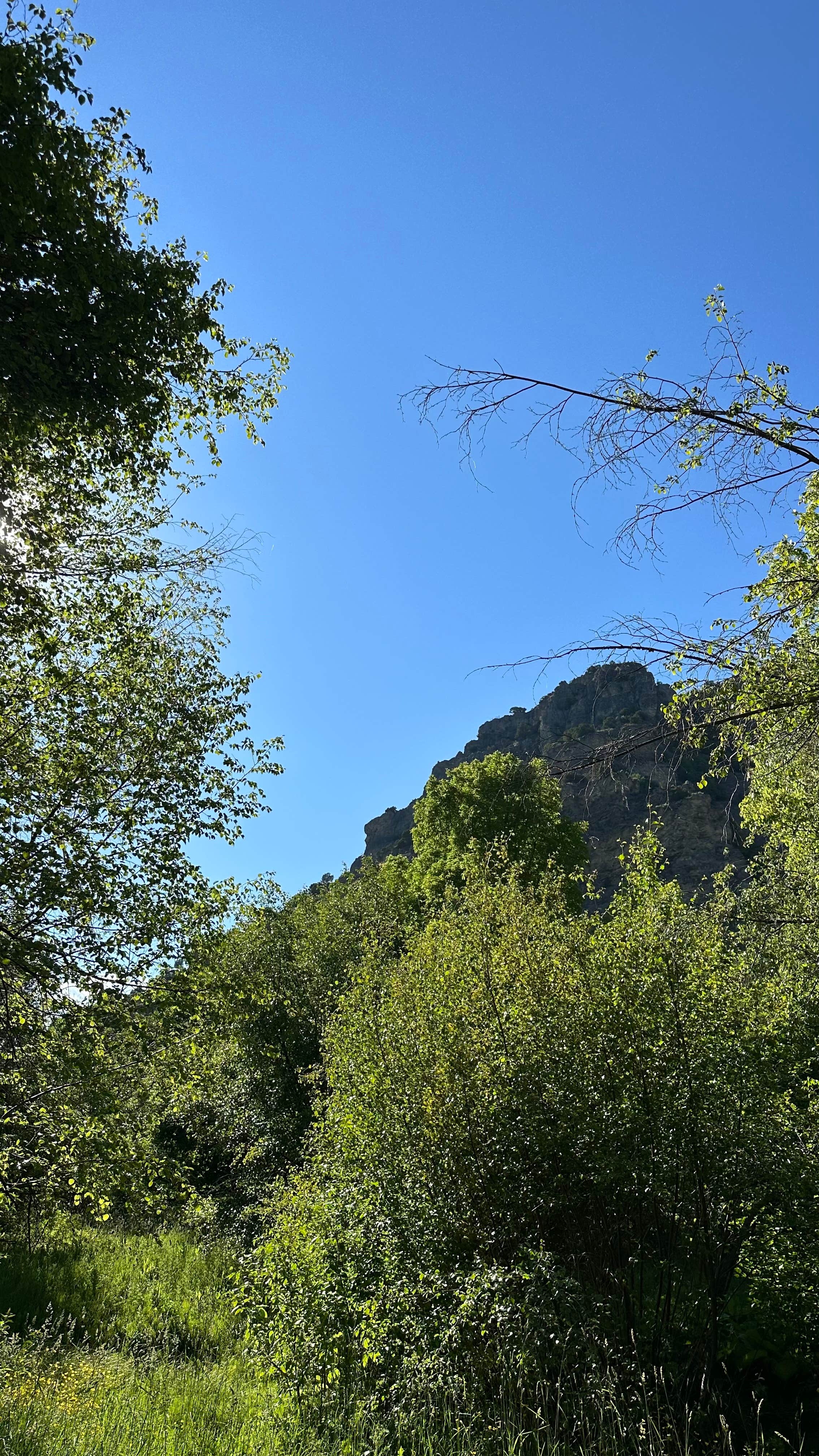 Camper-submitted photo at East Fork Little Bear River near Paradise, UT