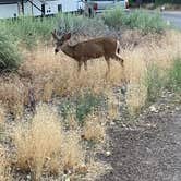 Review photo of Watchman Campground — Zion National Park by Joel H., July 1, 2023