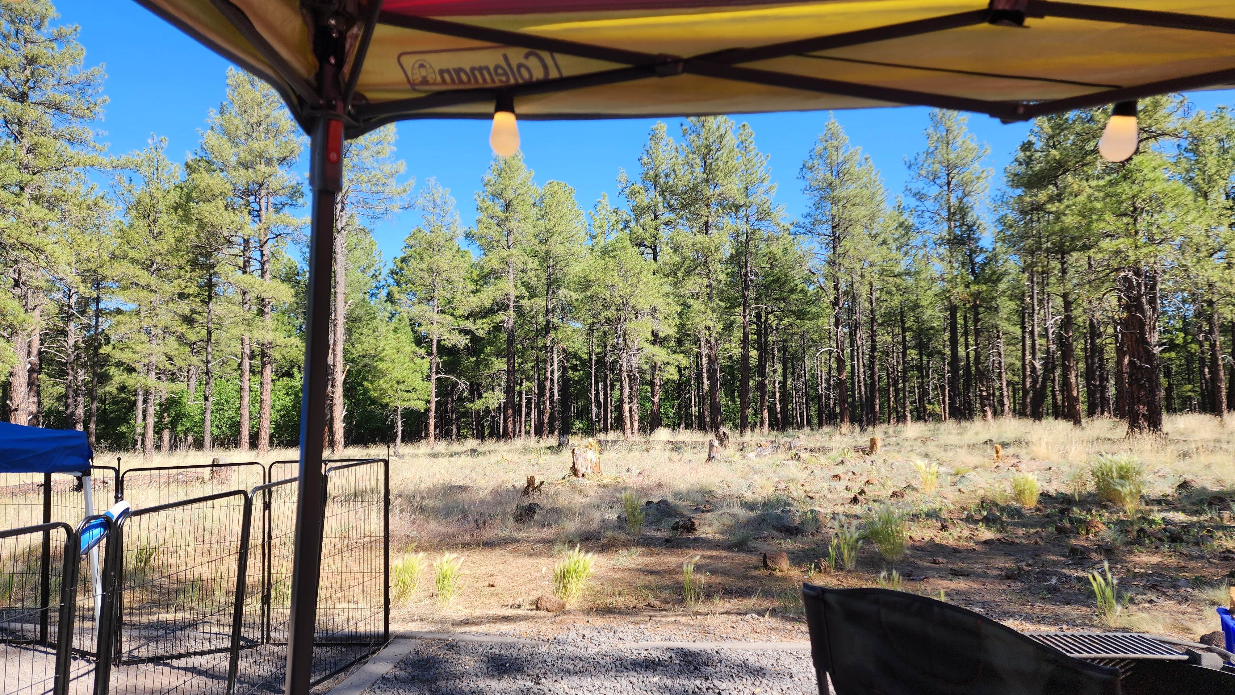 Tony B.'s photo at Dogtown Lake Campground And Group near Williams, AZ