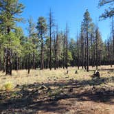 Review photo of Dogtown Lake Campground And Group by Tony B., July 1, 2023